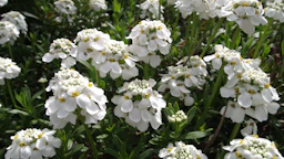 Clusters of small white flowers with green leaves