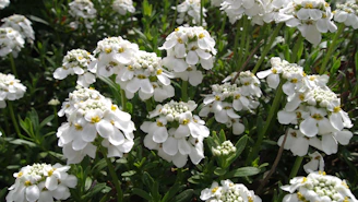 Clusters of small white flowers with green leaves
