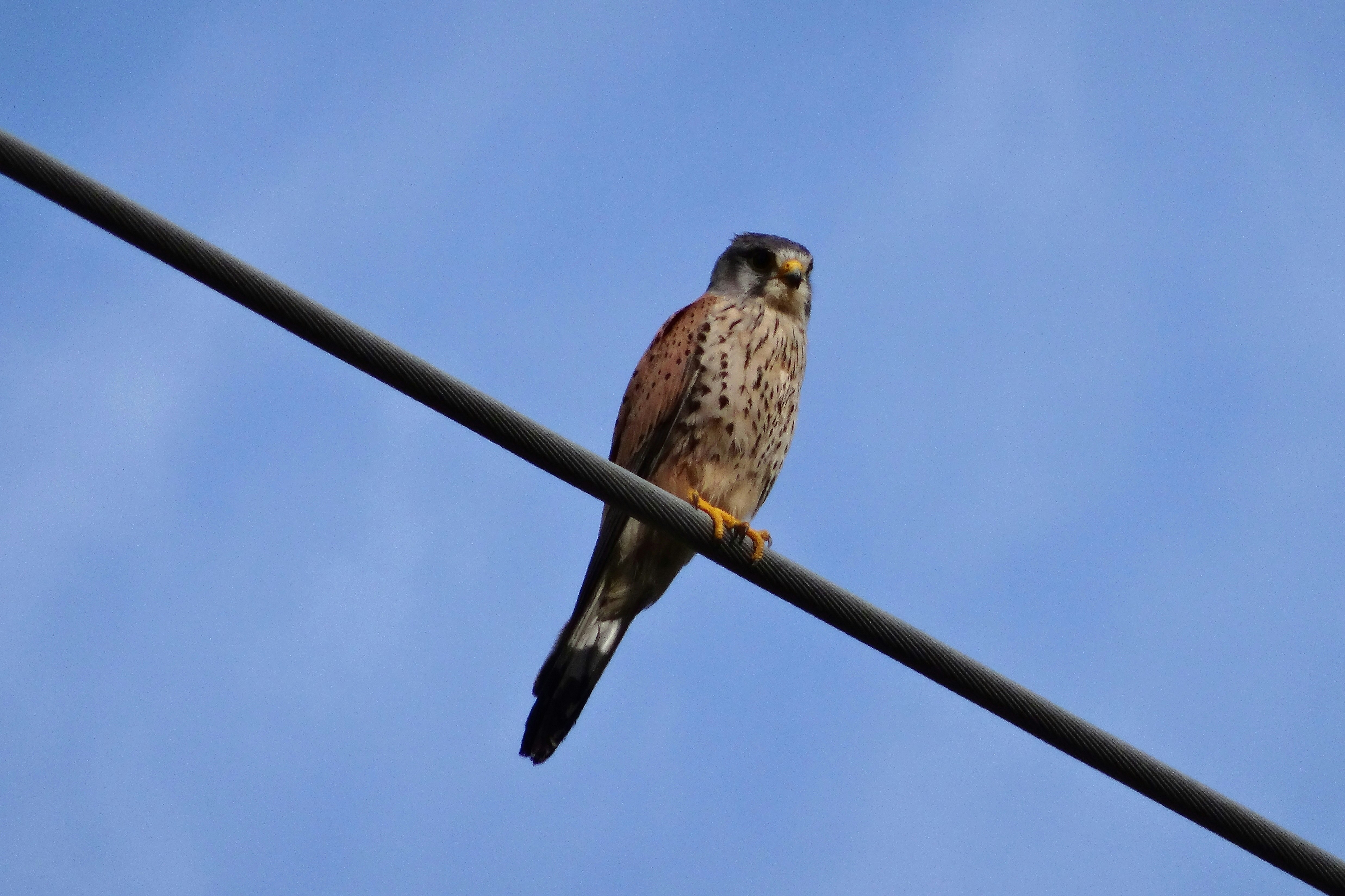 Un cernícalo posado en un cable contra el cielo.