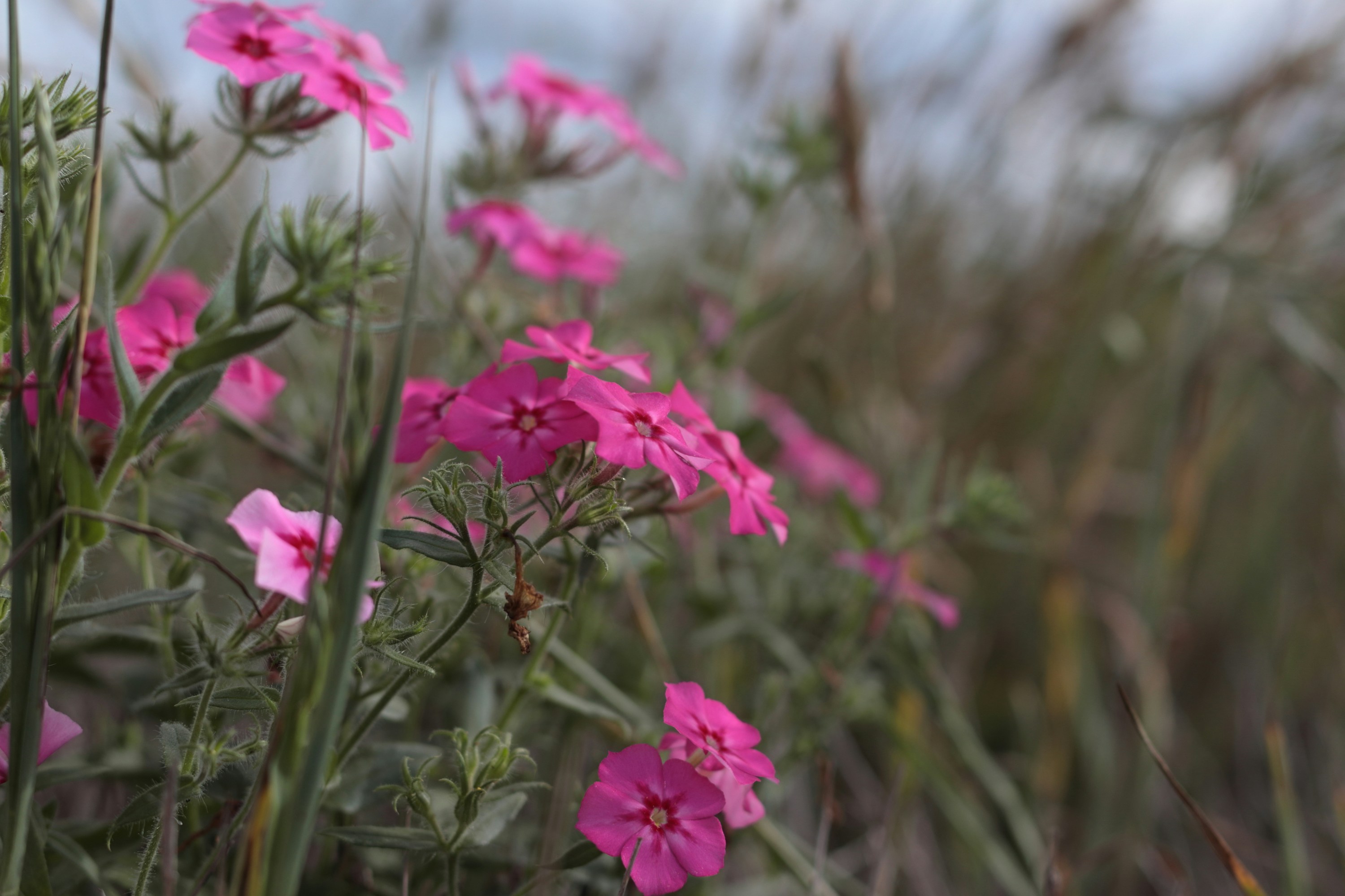 Pink wildflowers blooming in a field