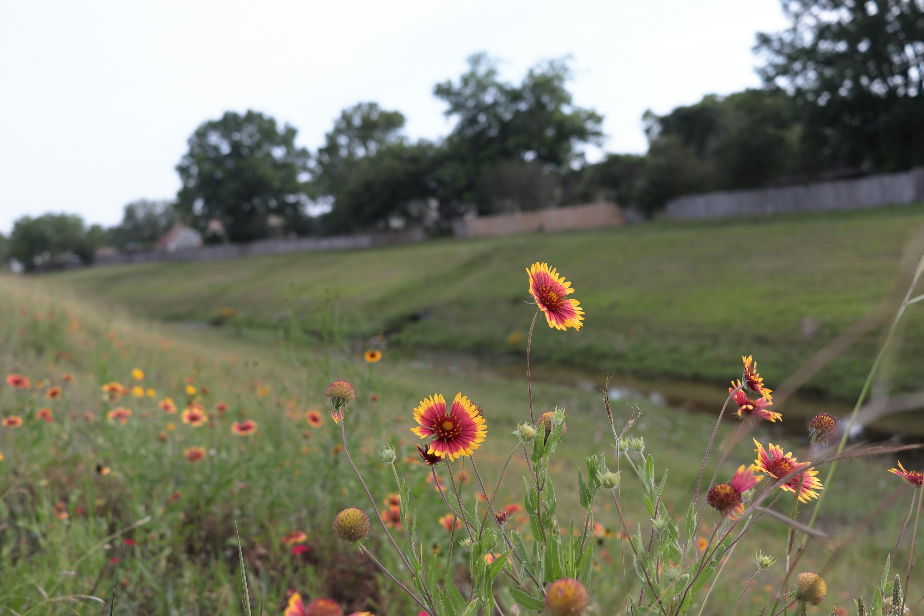 Wildflowers grow along a grassy embankment with trees.