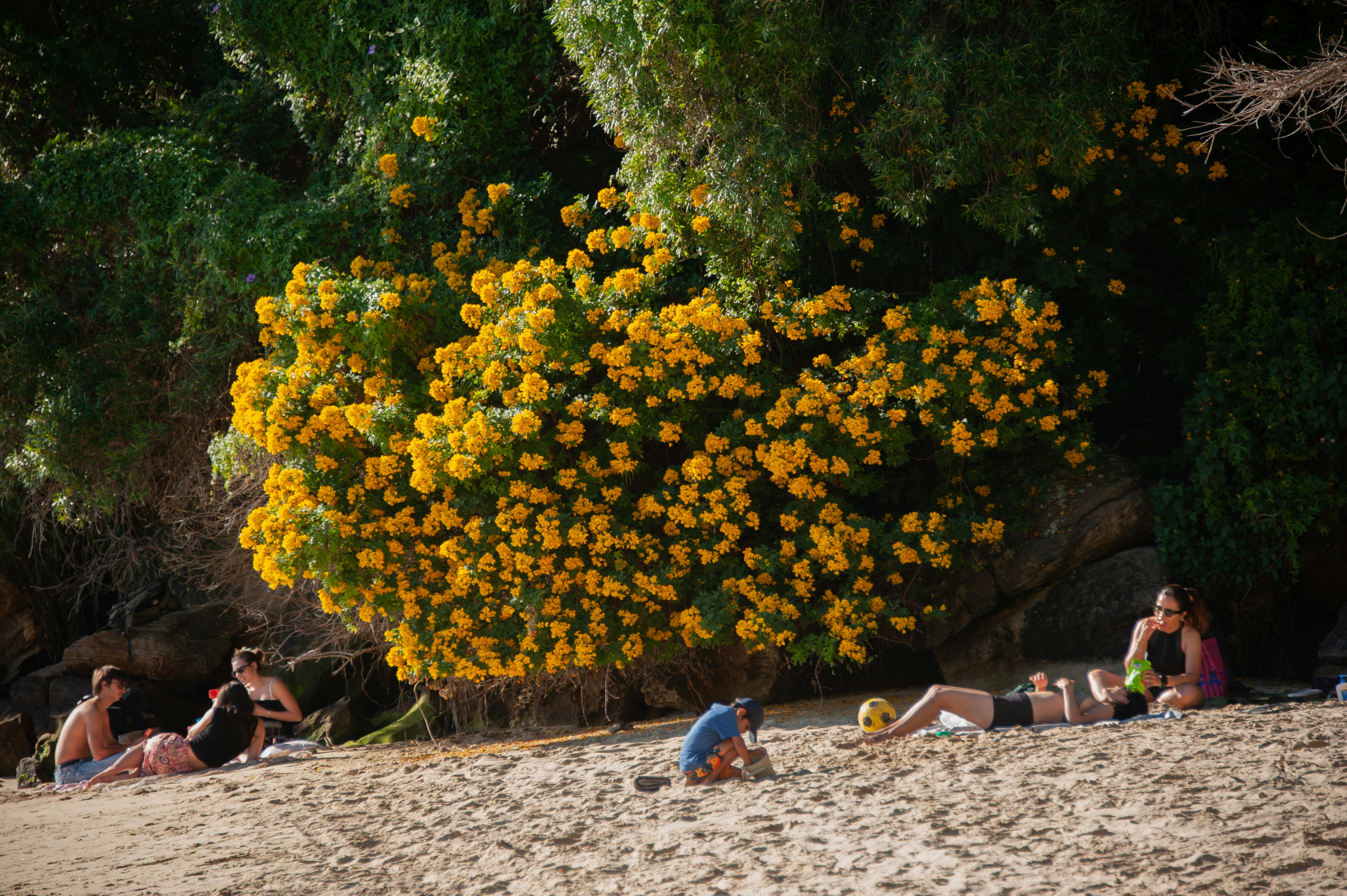 People relaxing on a sandy beach near blooming yellow flowers.