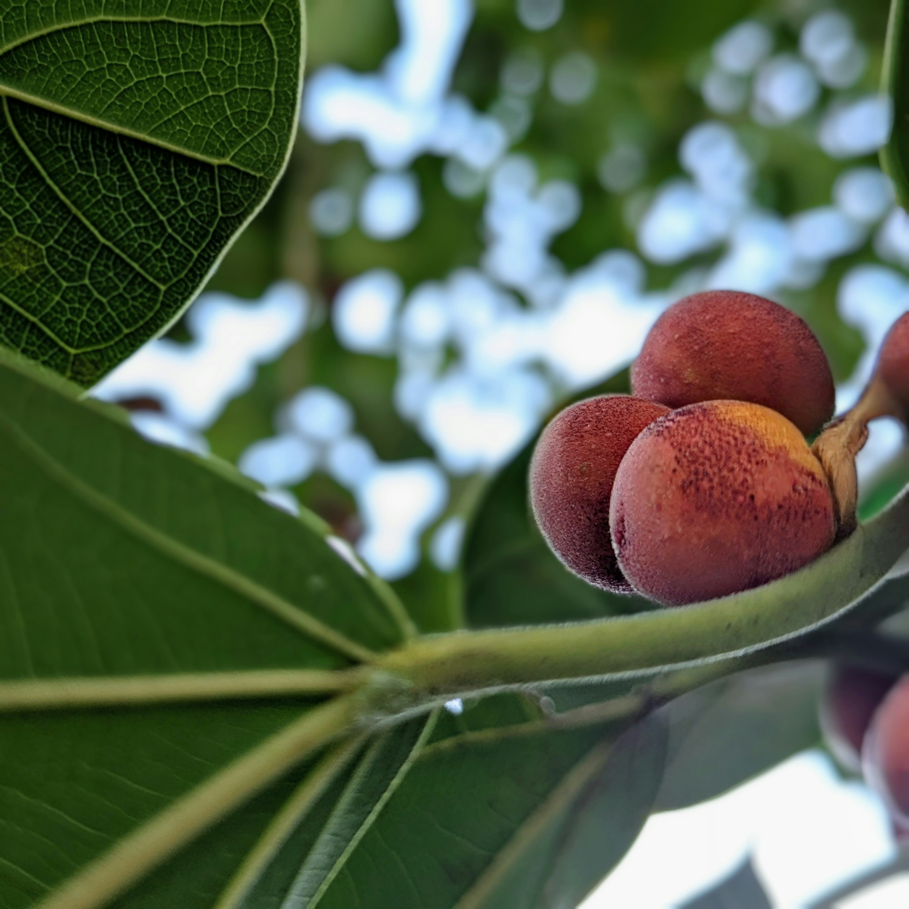 Fig Growing - Cluster of small red fruits on a branch