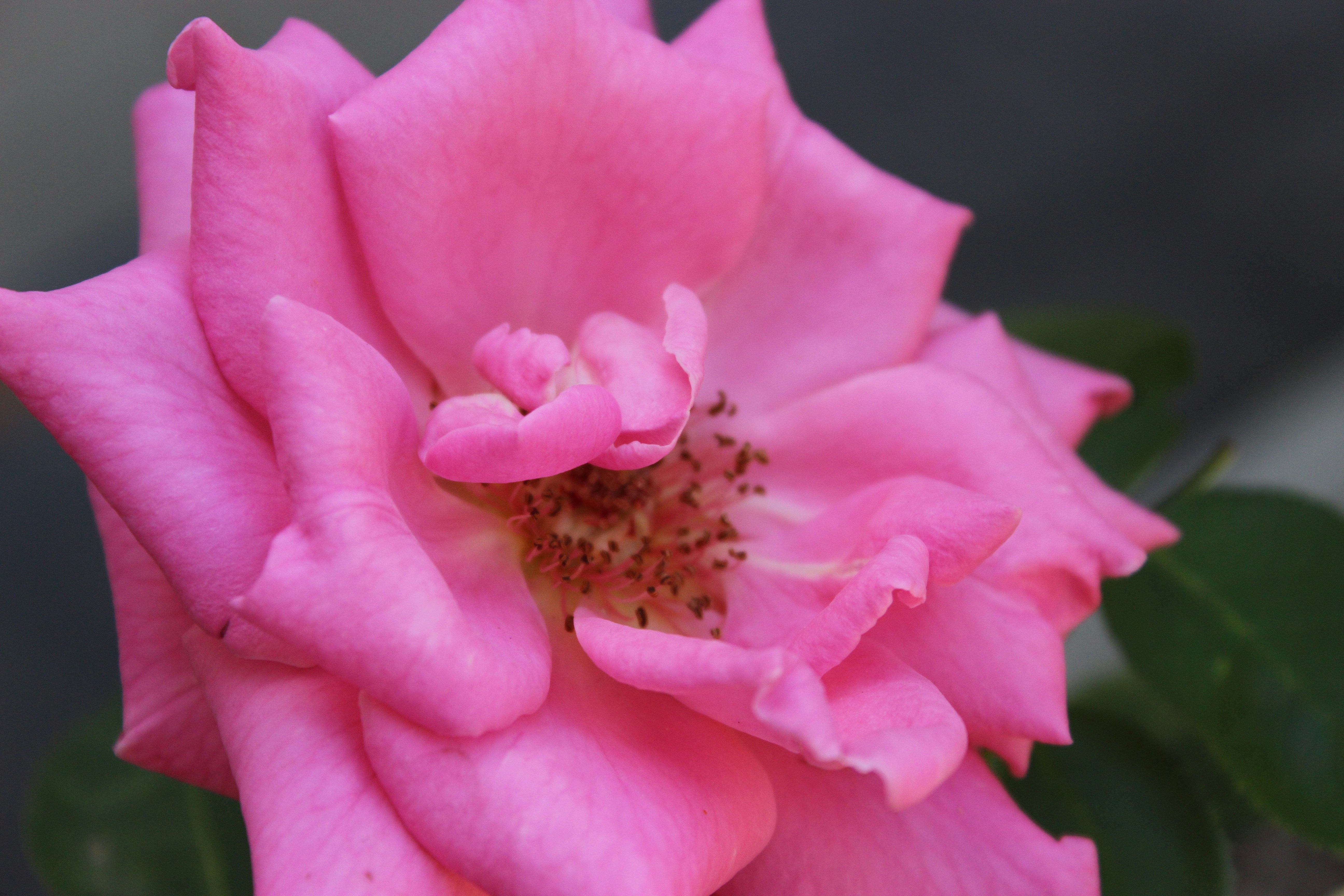 Photo by zoedenney