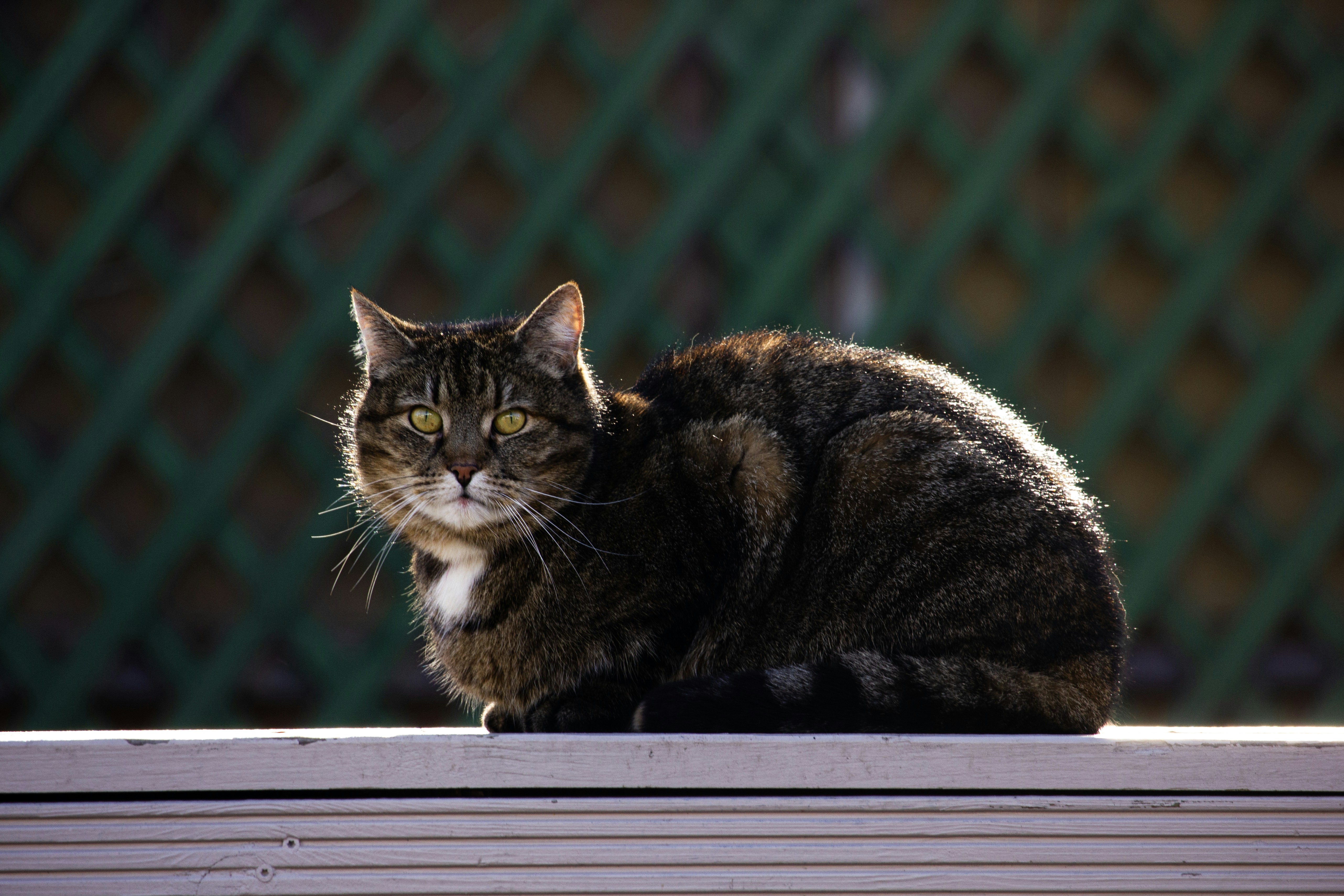 Un gatto tigrato siede su una sporgenza all'aperto.