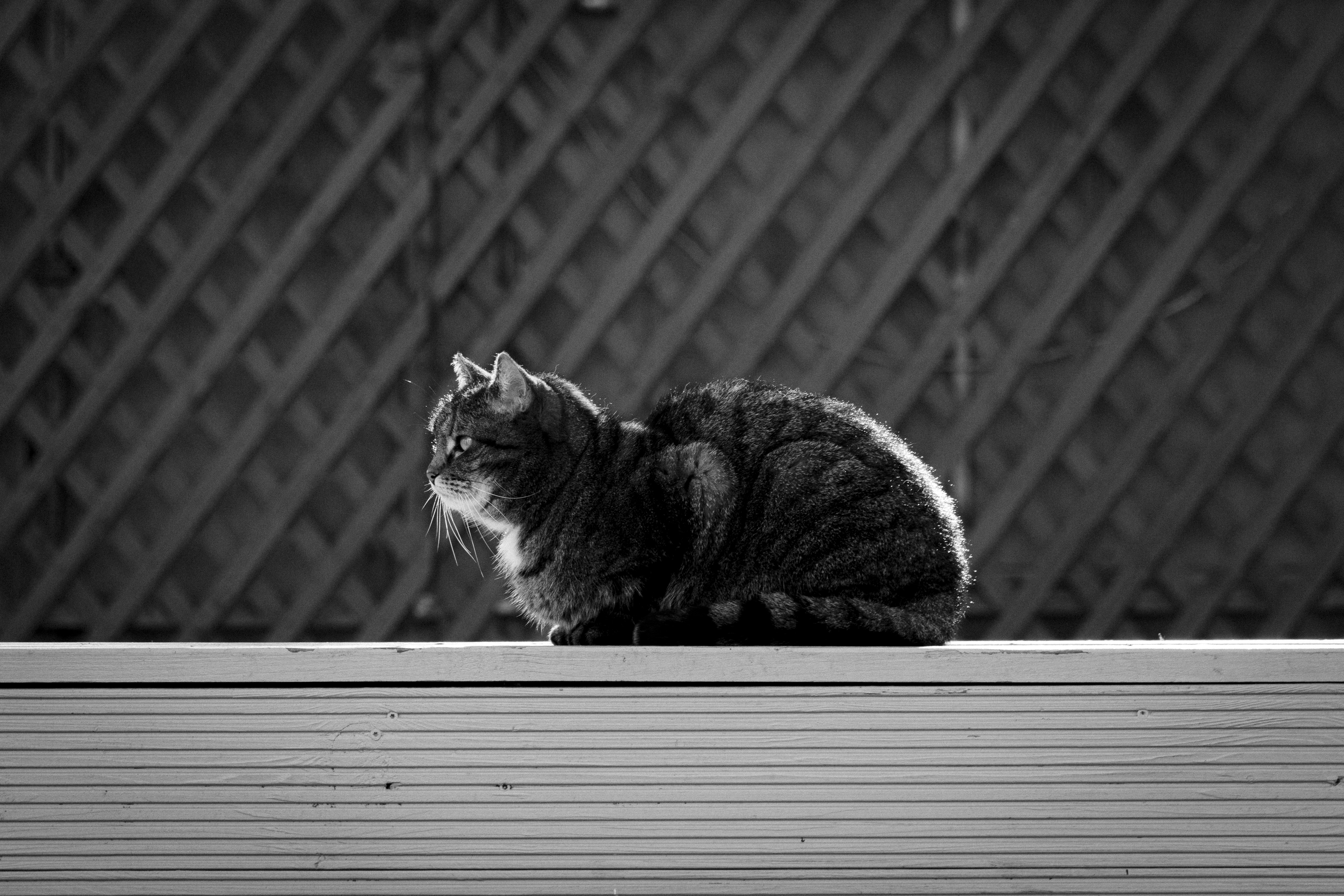Un gatto tigrato siede su una sporgenza all'aperto.
