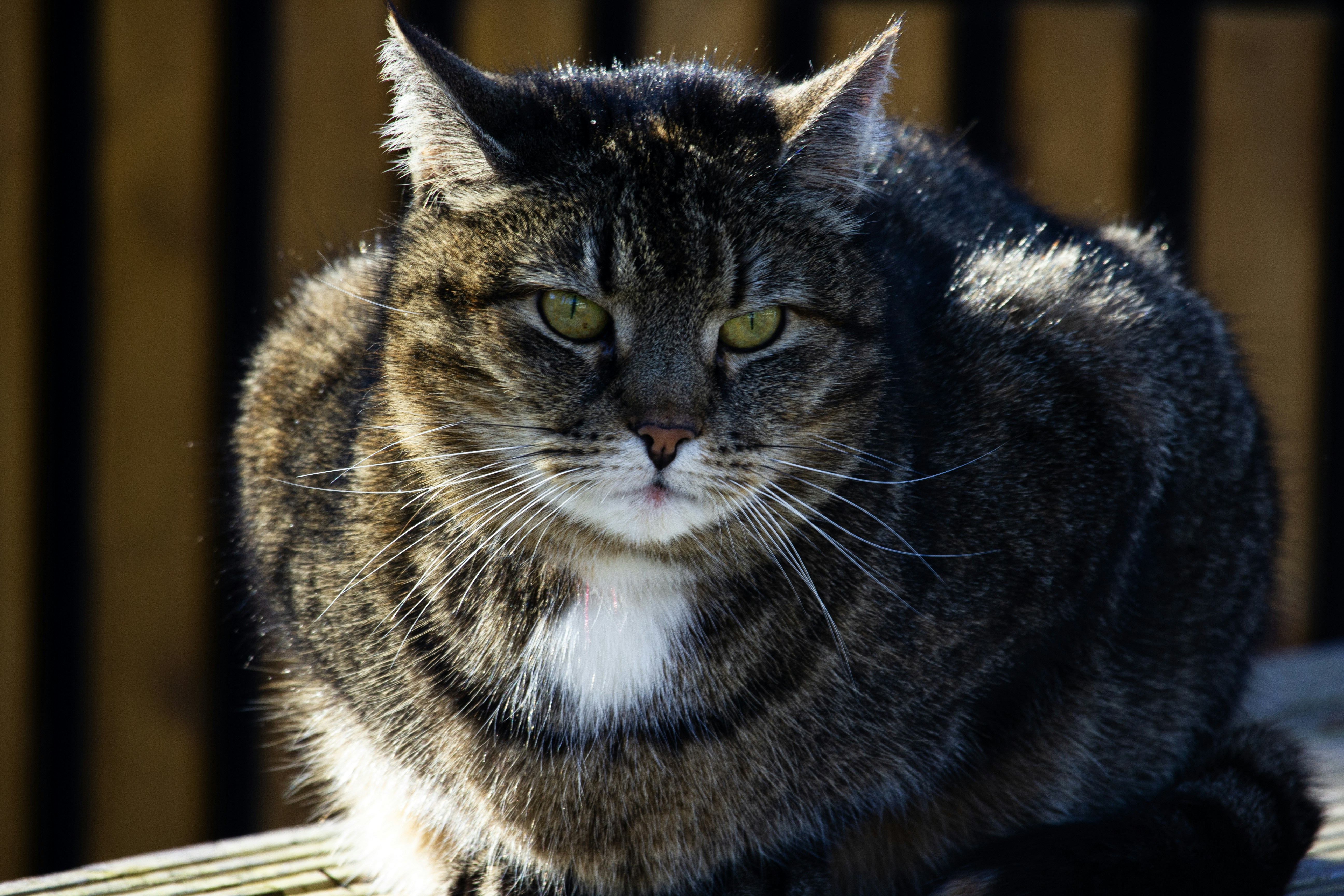 Un gatto tigrato dagli occhi verdi sta seduto all'aperto.
