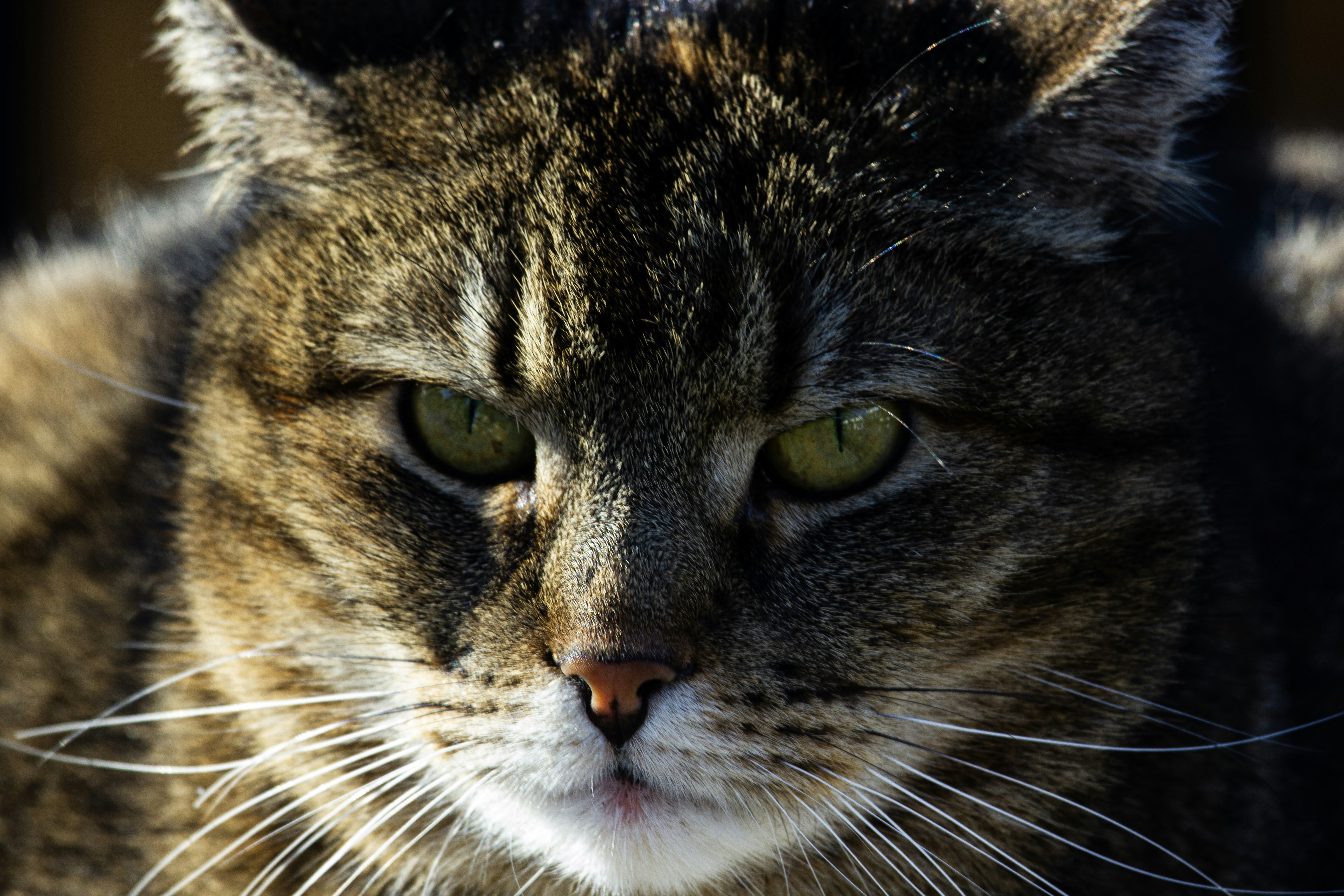 Primo piano del volto di un gatto tigrato