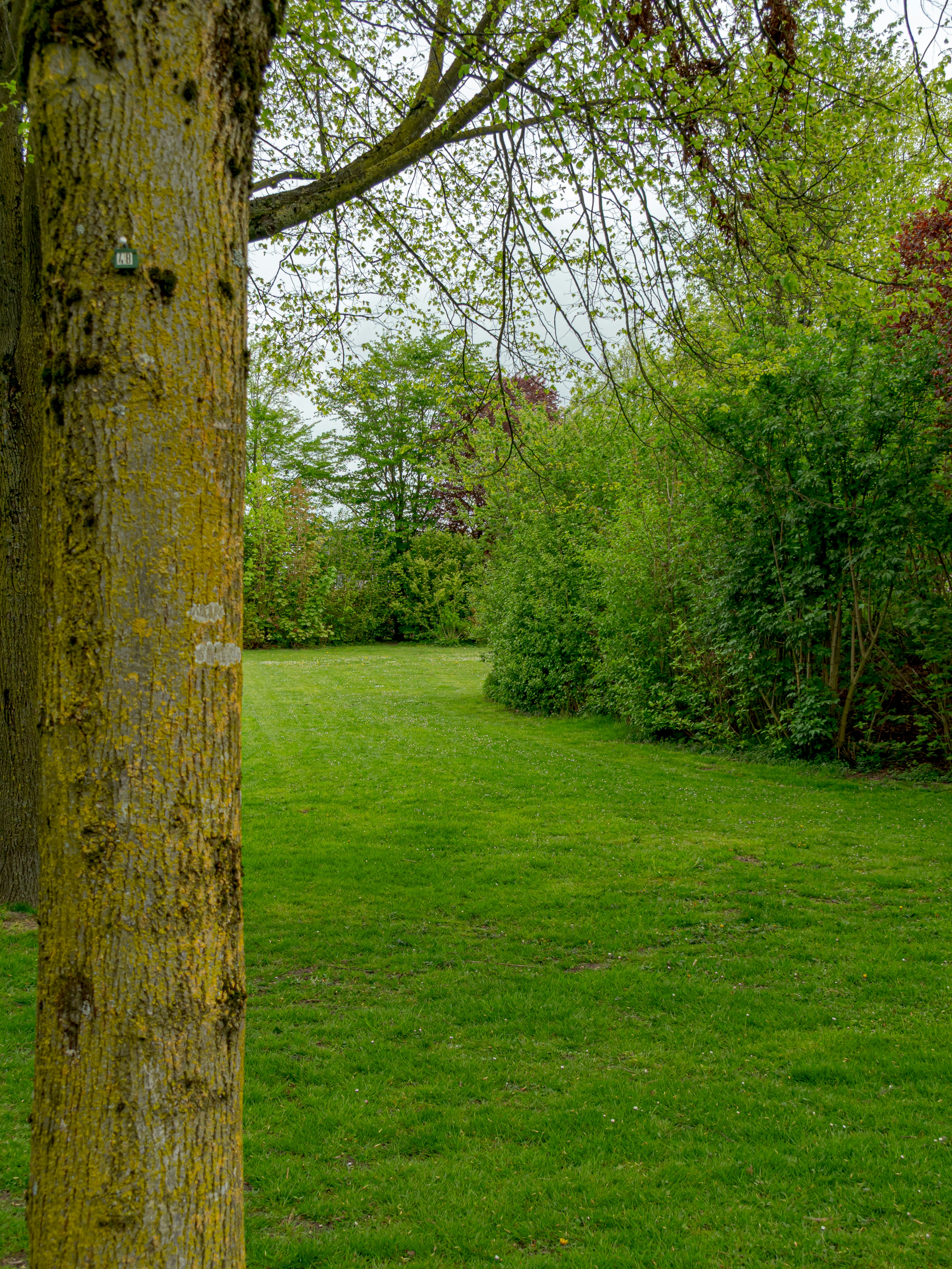 lush green lawn