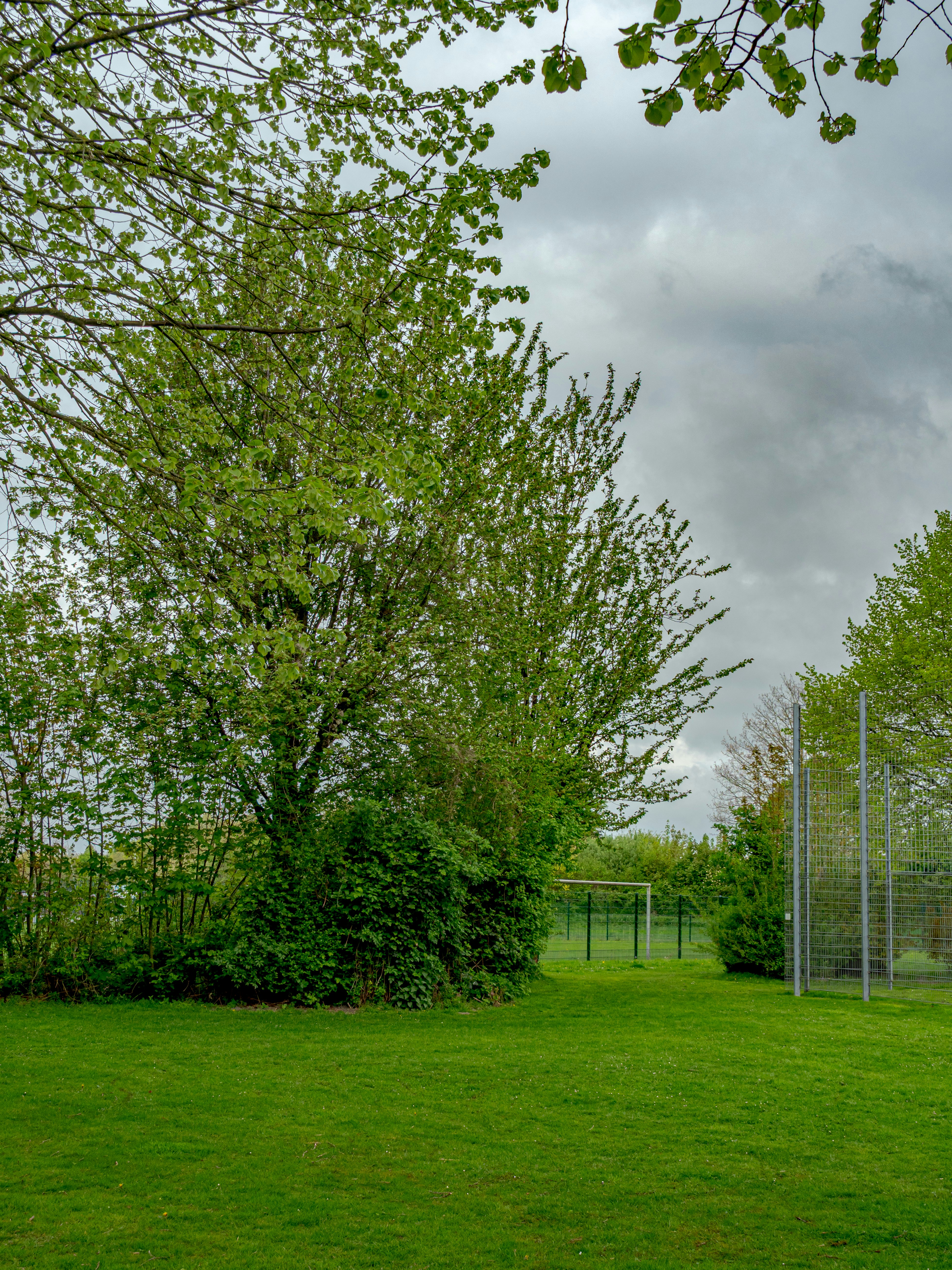 Grüner Rasen mit Bäumen und einem Fußballtor