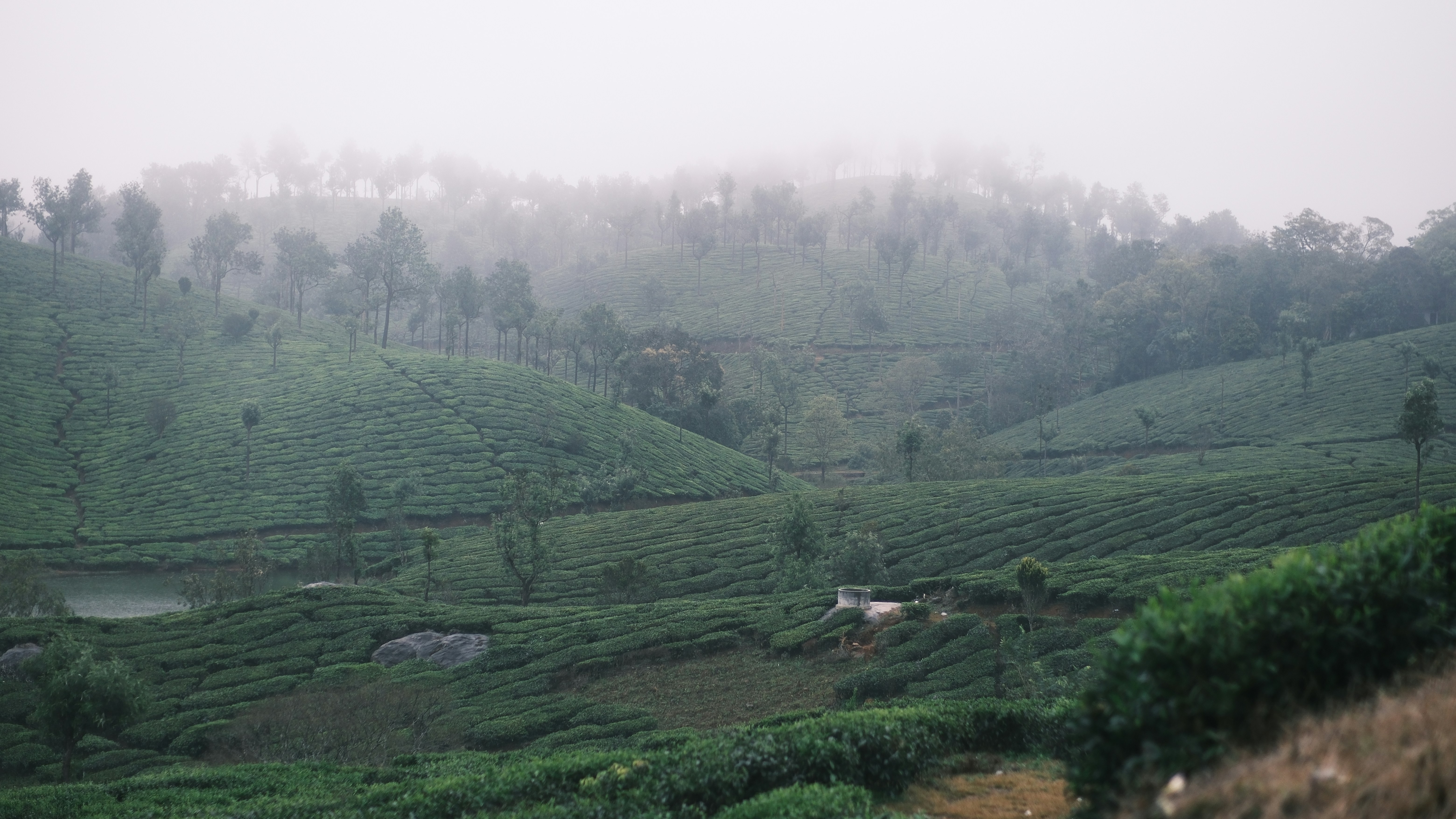 Misty green hills covered in tea plantations