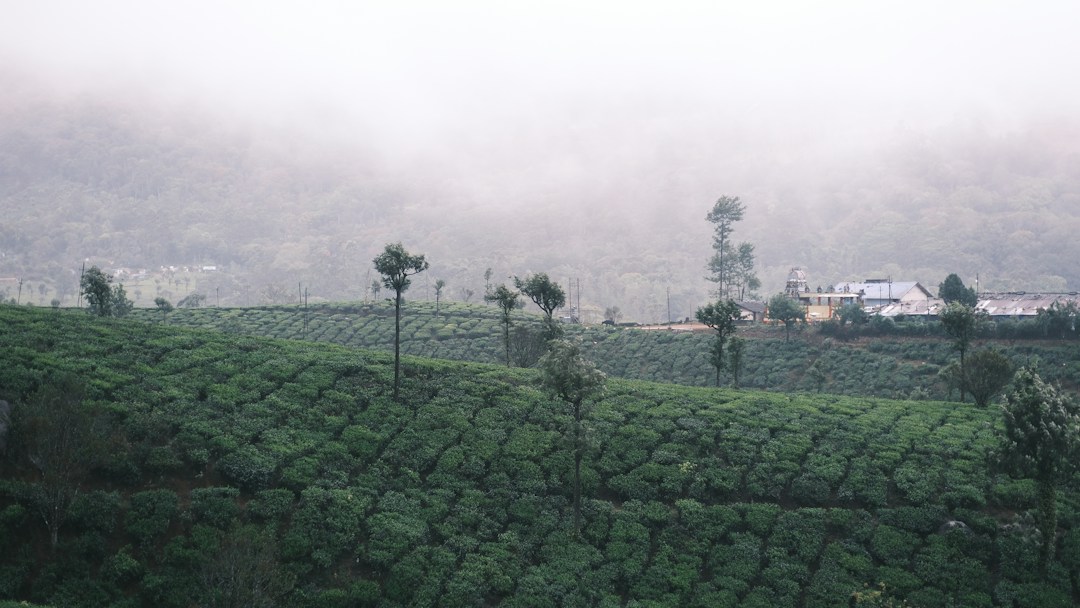 Munnar tea gardens with misty hills