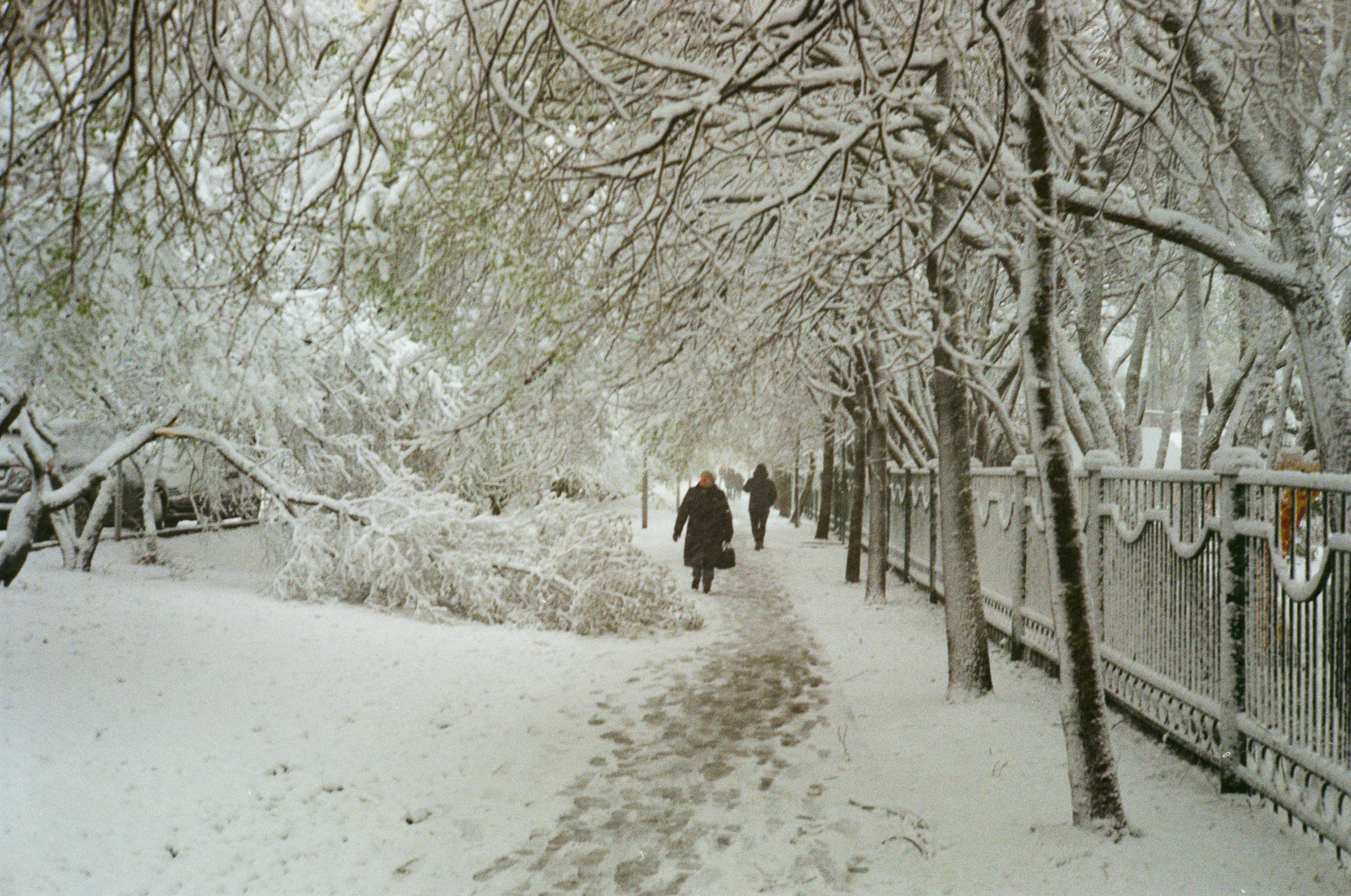 As pessoas caminham por um caminho coberto de neve ladeado por árvores.