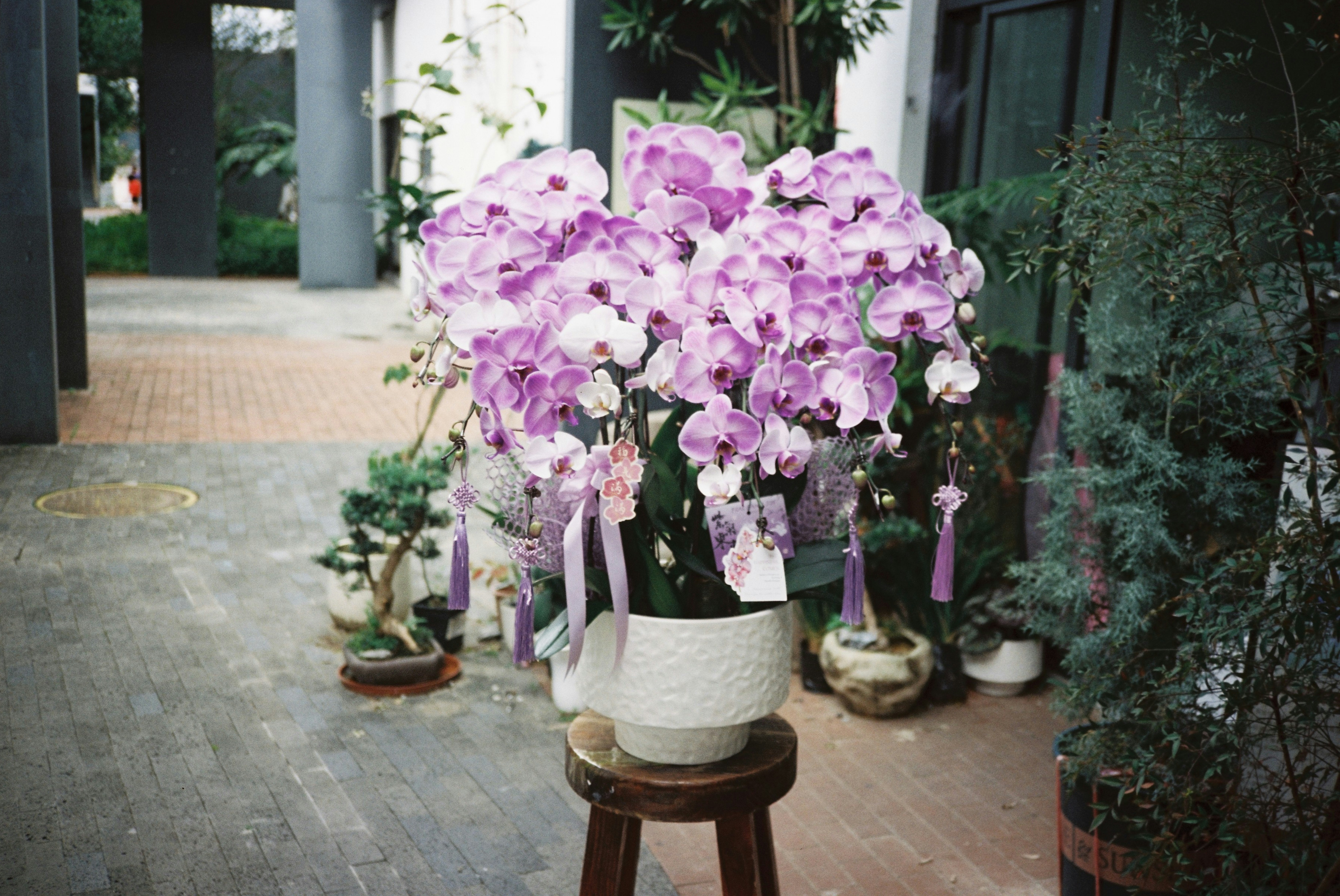 Ein großer Strauß lila Orchideen in einem weißen Topf.