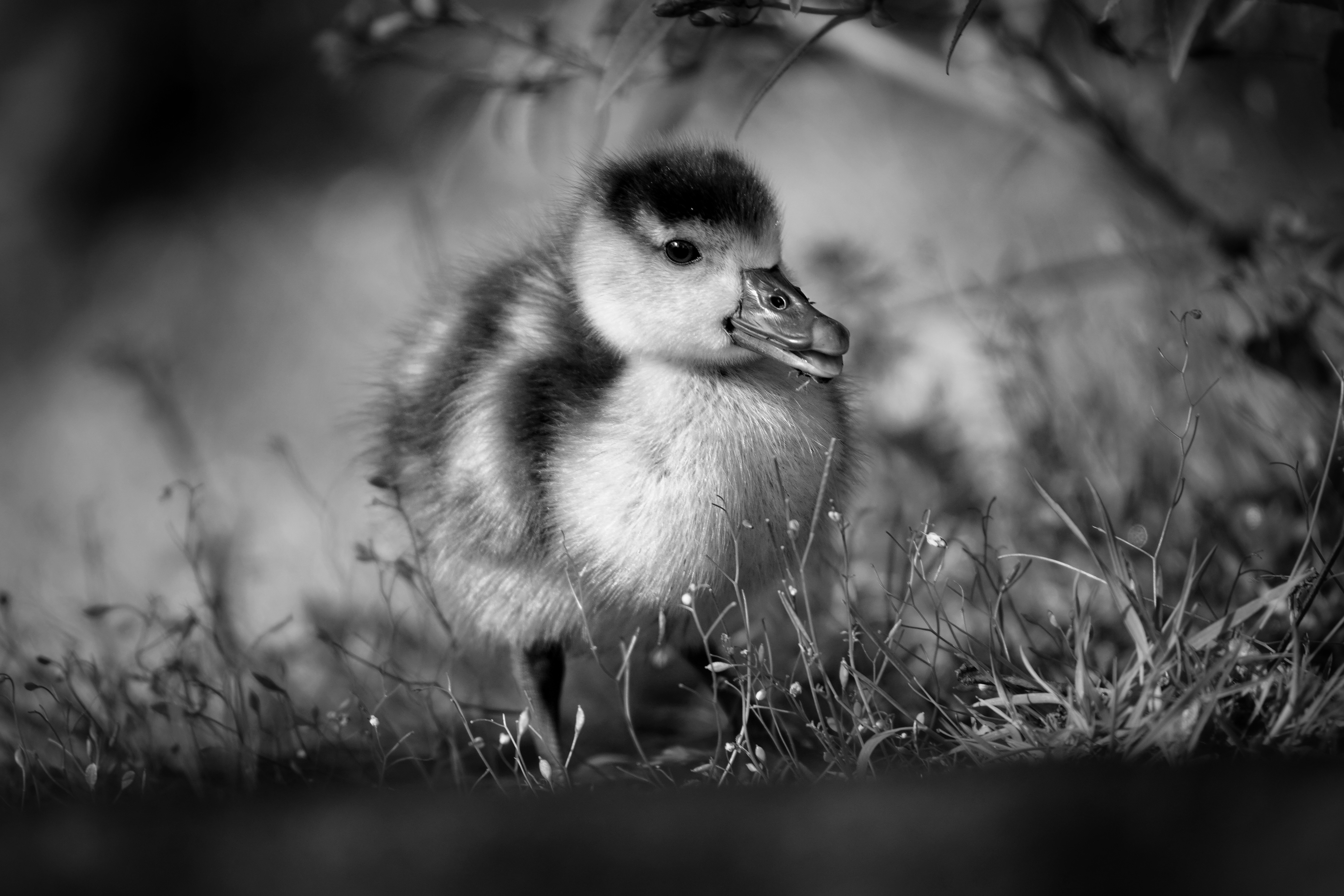 A fluffy duckling stands in tall grass.