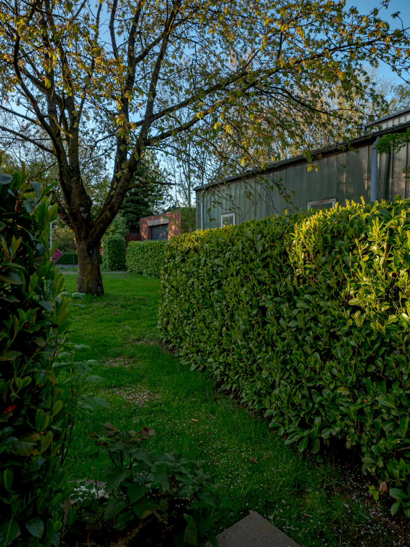 A landscaped garden with a hedge-lined pathway