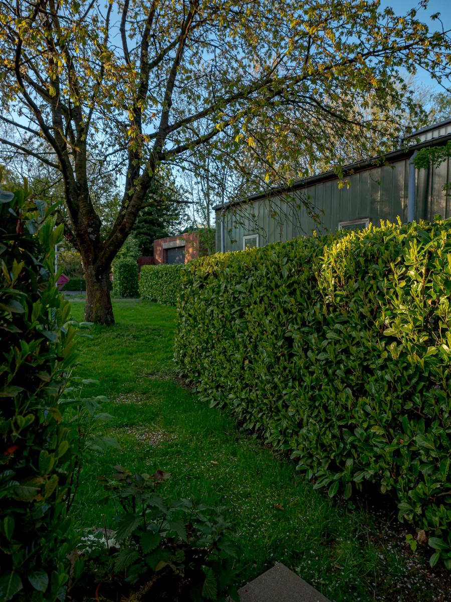 A hedge-lined garden pathway.