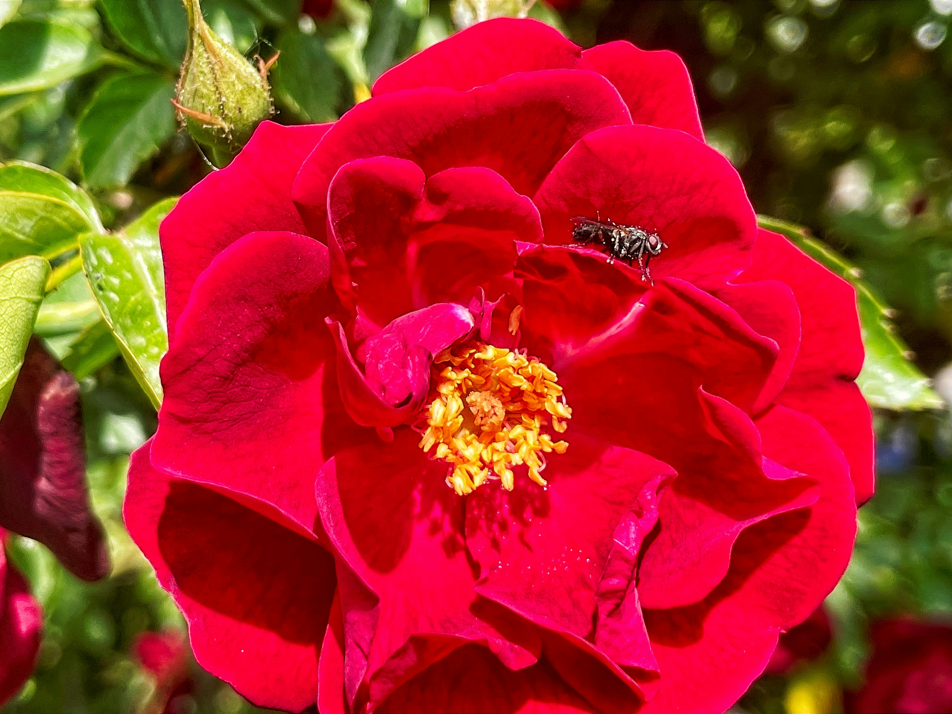 A red rose with a bee on its petals
