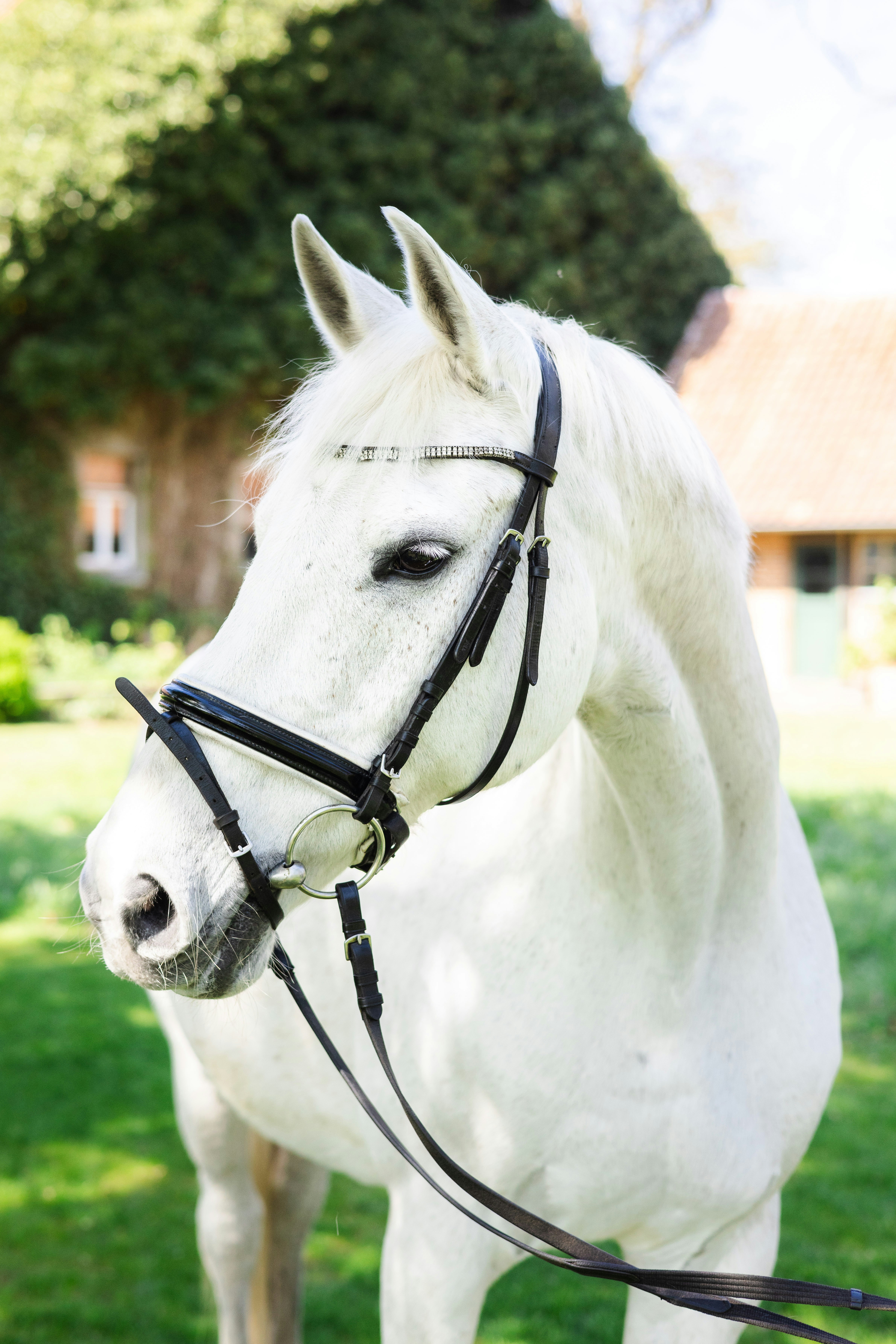 Un cavallo bianco con una briglia in un campo erboso.