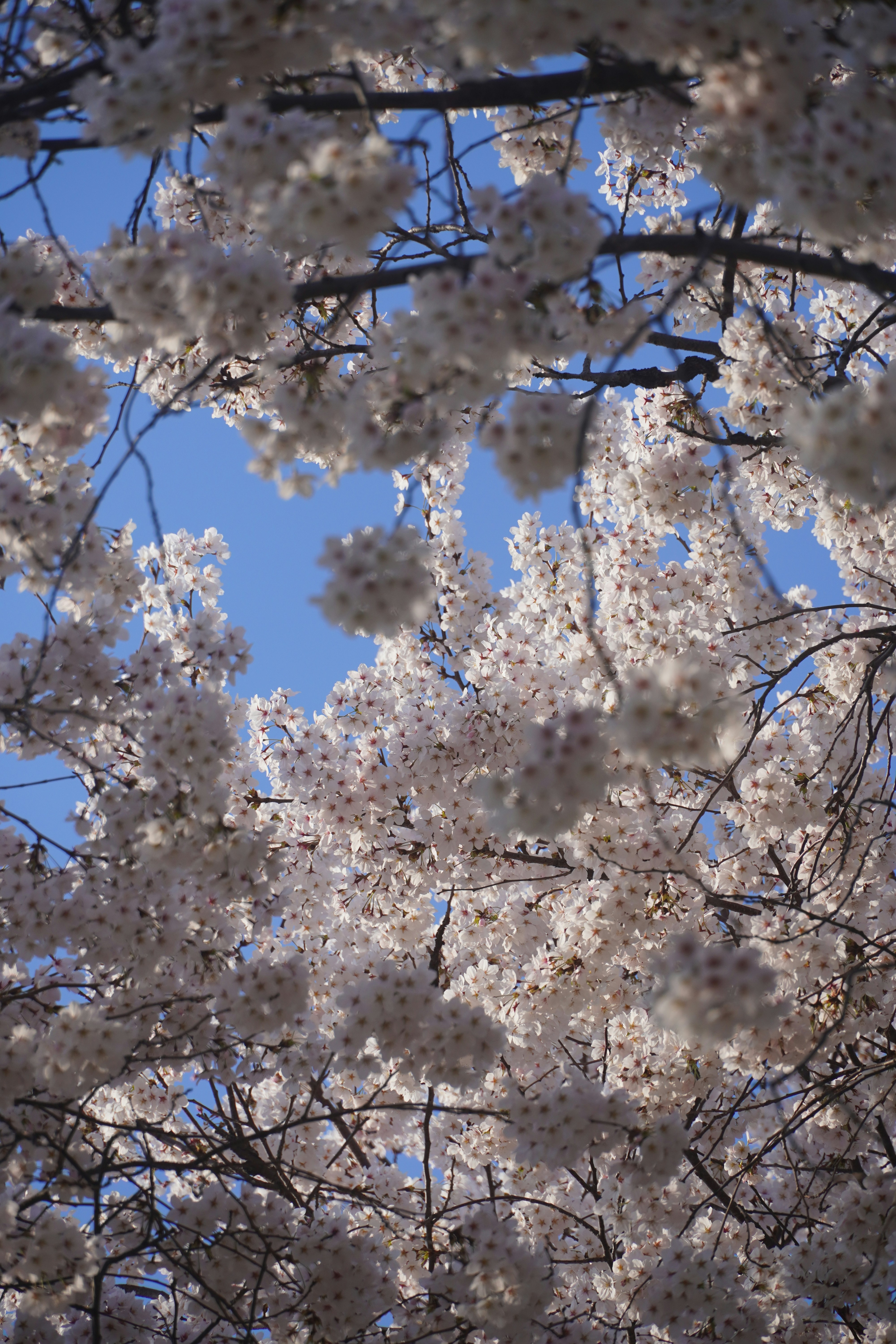 Photo by lifeinkorea