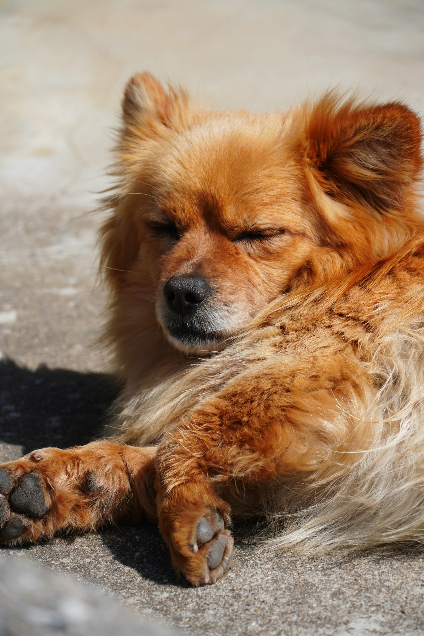Fluffy orange dog resting in sunlight