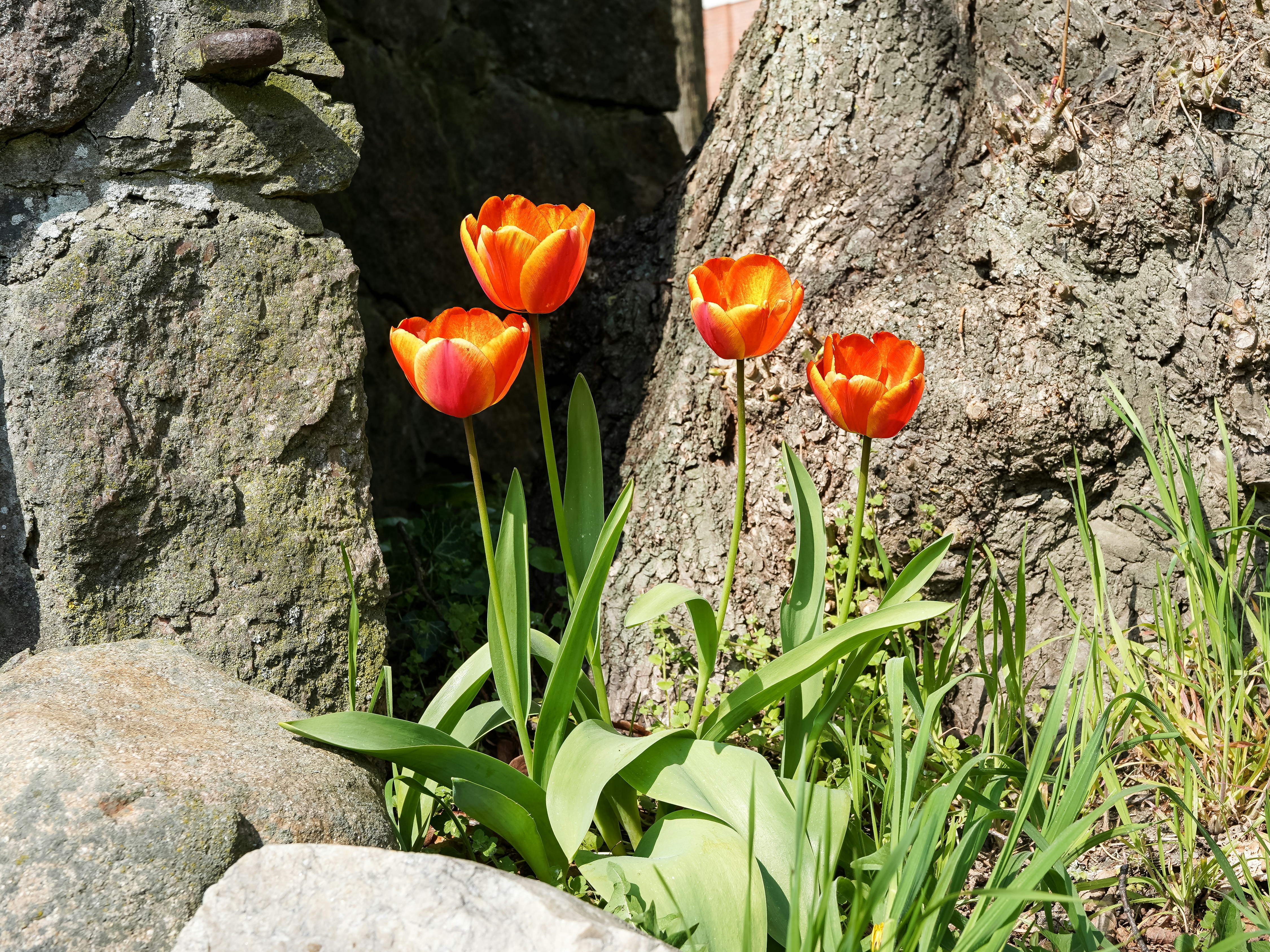 Vier orangefarbene Tulpen blühen nahe einer Steinmauer.