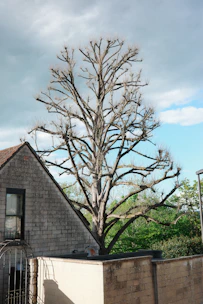 Bare tree branches against a cloudy sky