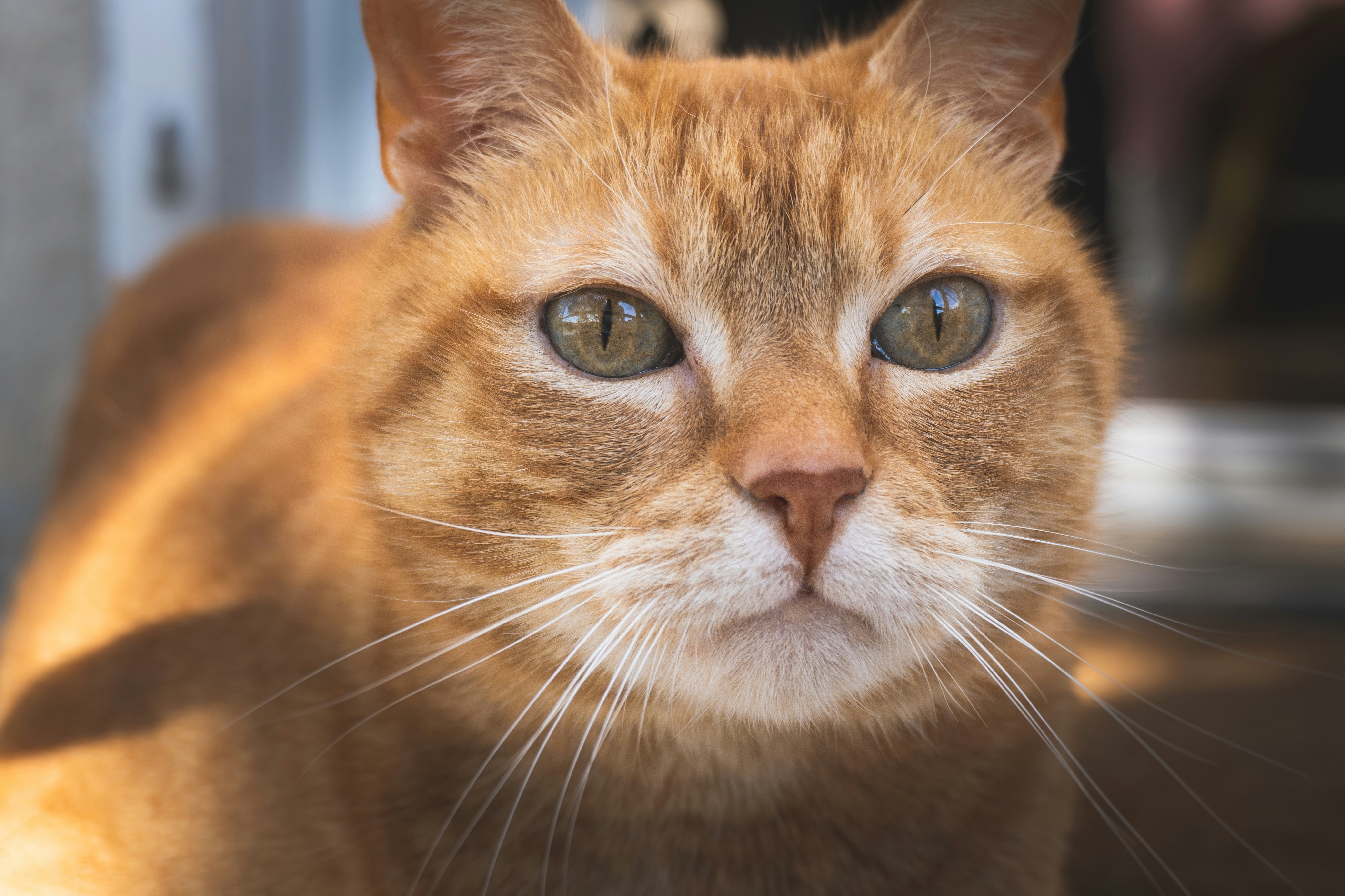 Close-up of an orange tabby cat's face.