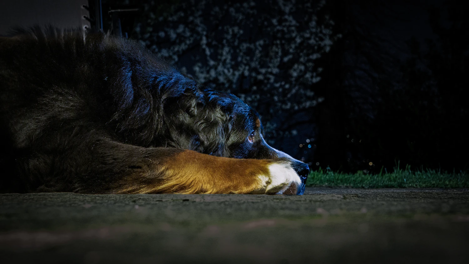 A large dog resting on the ground at night, lit by a warm lamp