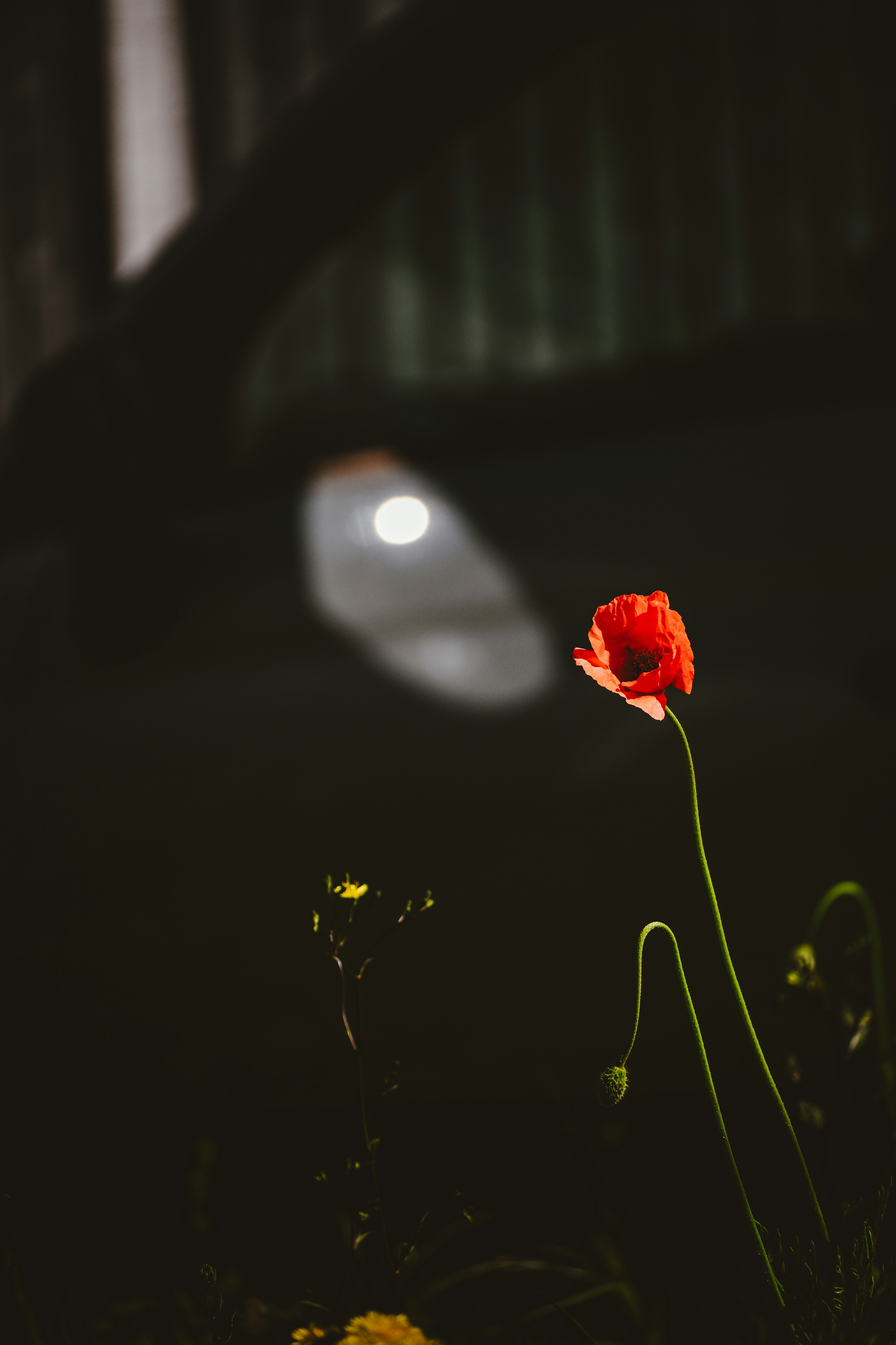 A single red poppy blooms in darkness.