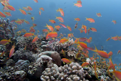 School of orange anthias over the reef