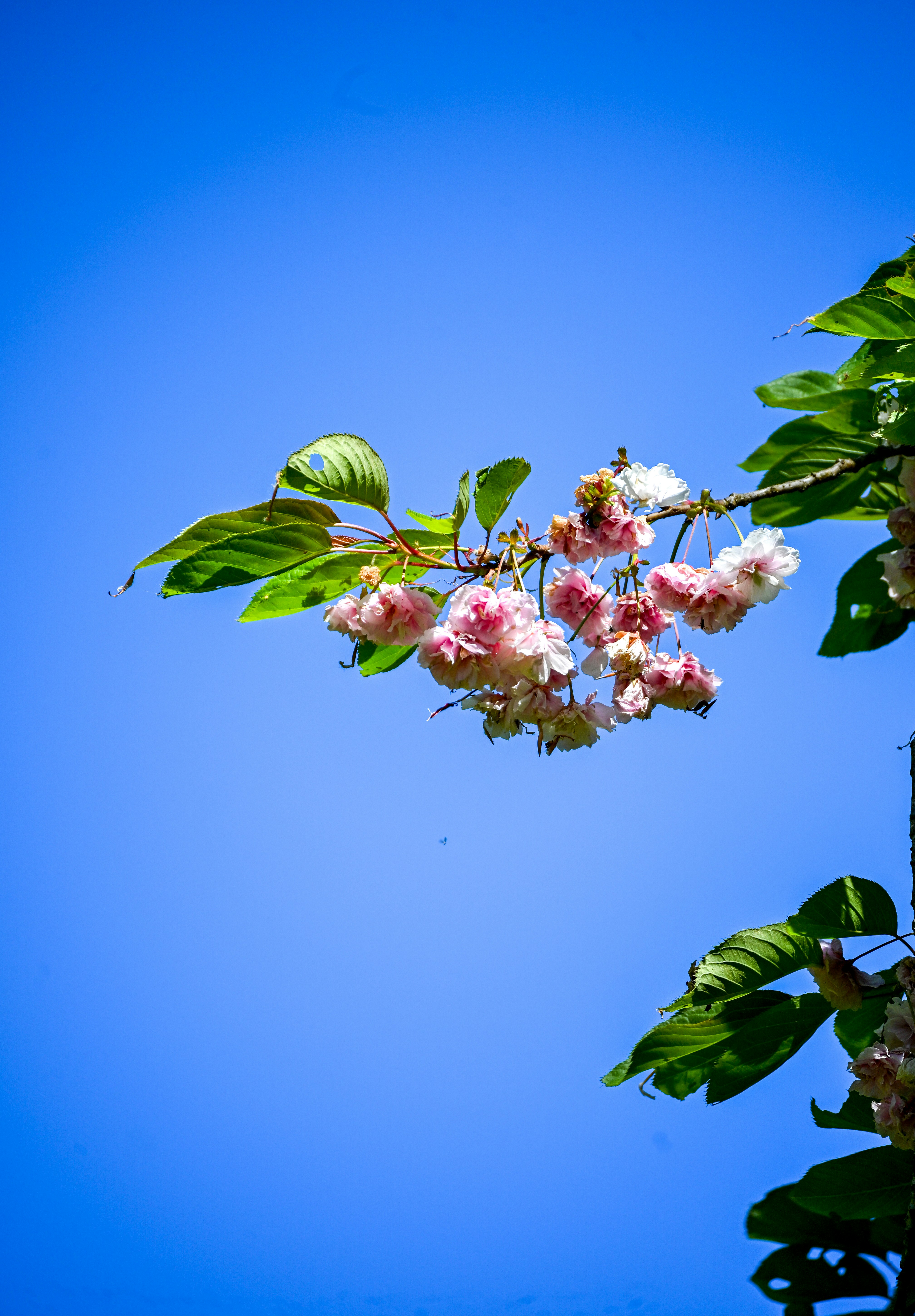 Pink cherry blossoms on a branch against blue sky