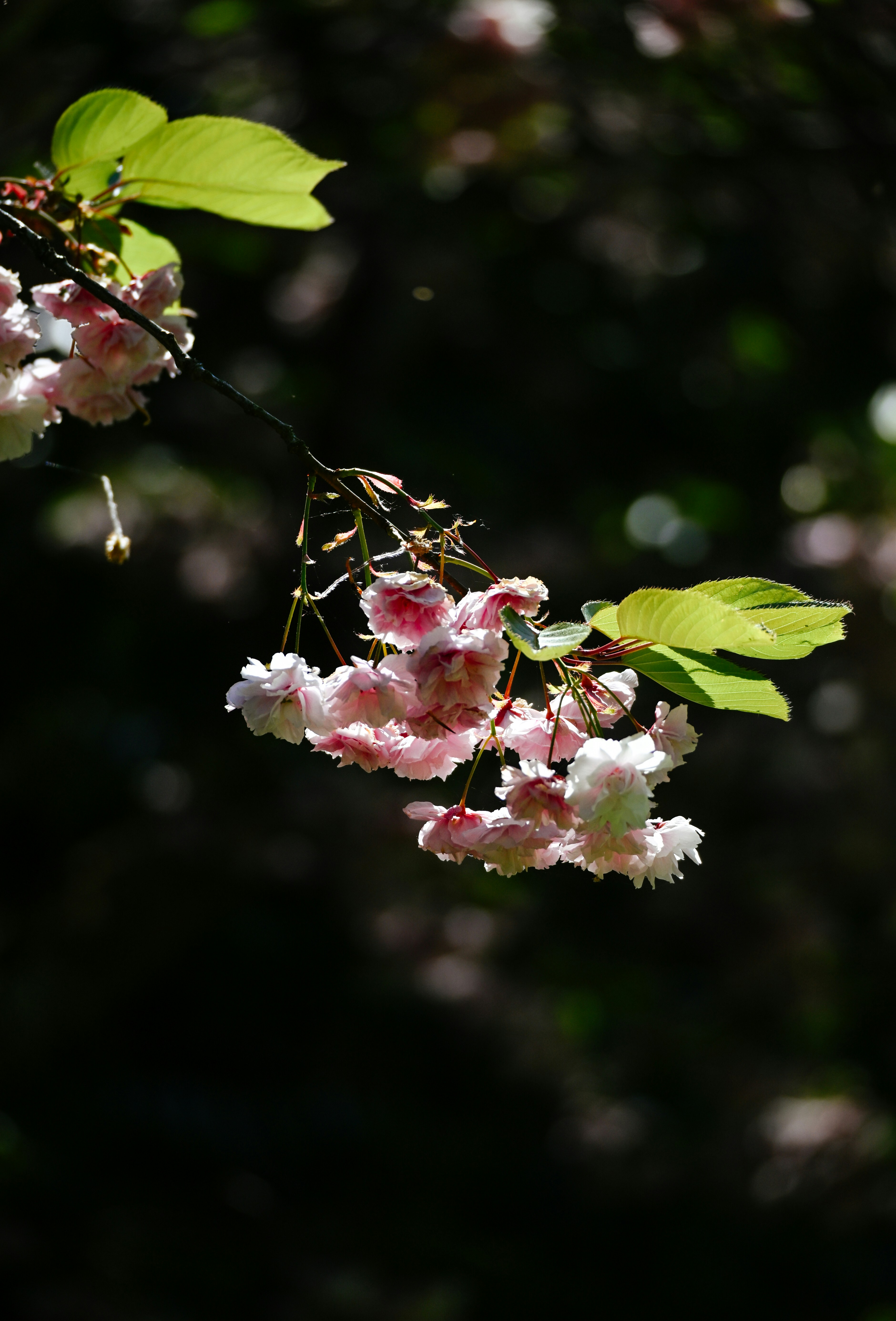 A branch of pink cherry blossoms with green leaves.
