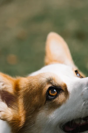 Foto de la mascota