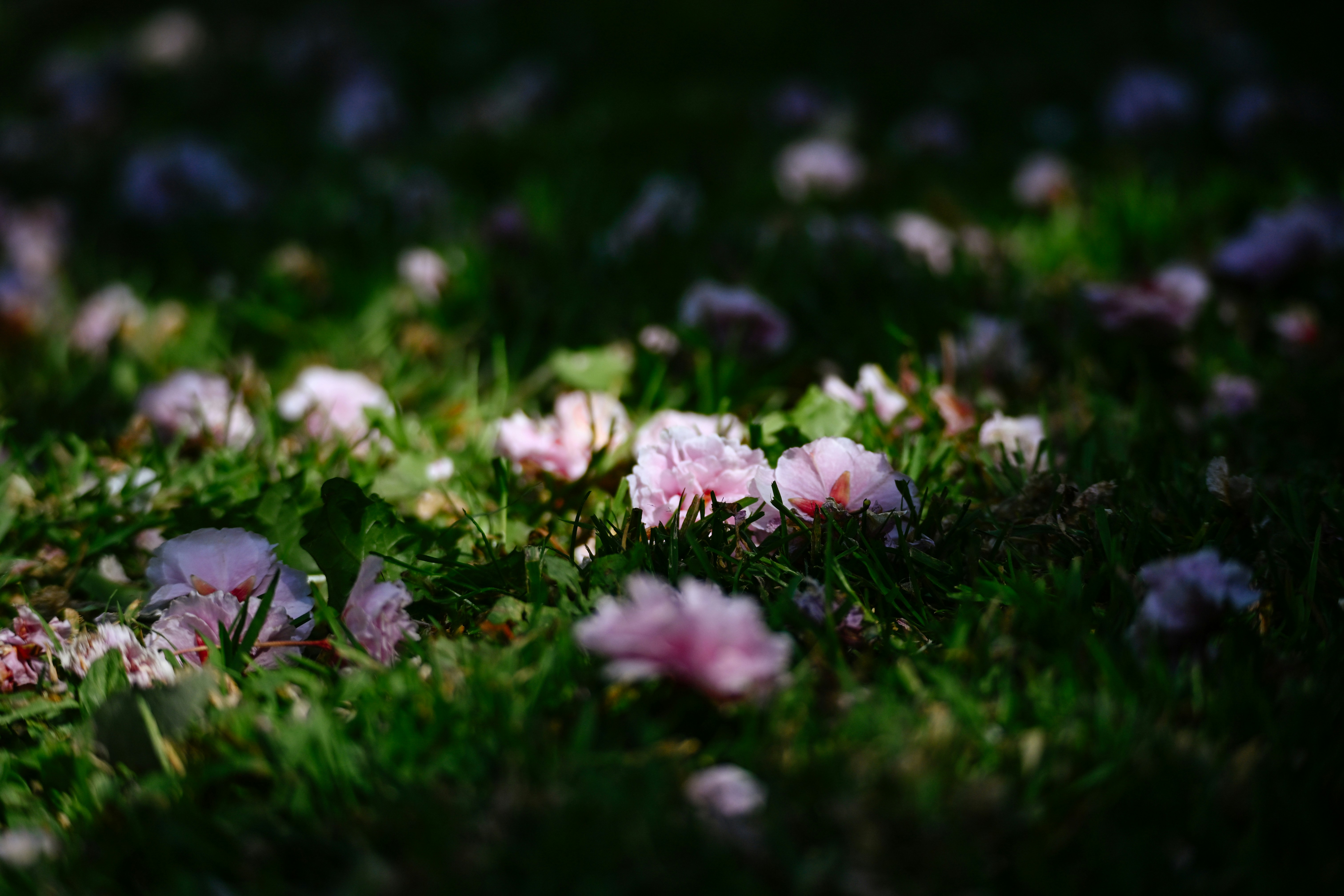 Fallen pink cherry blossoms scattered on green grass.