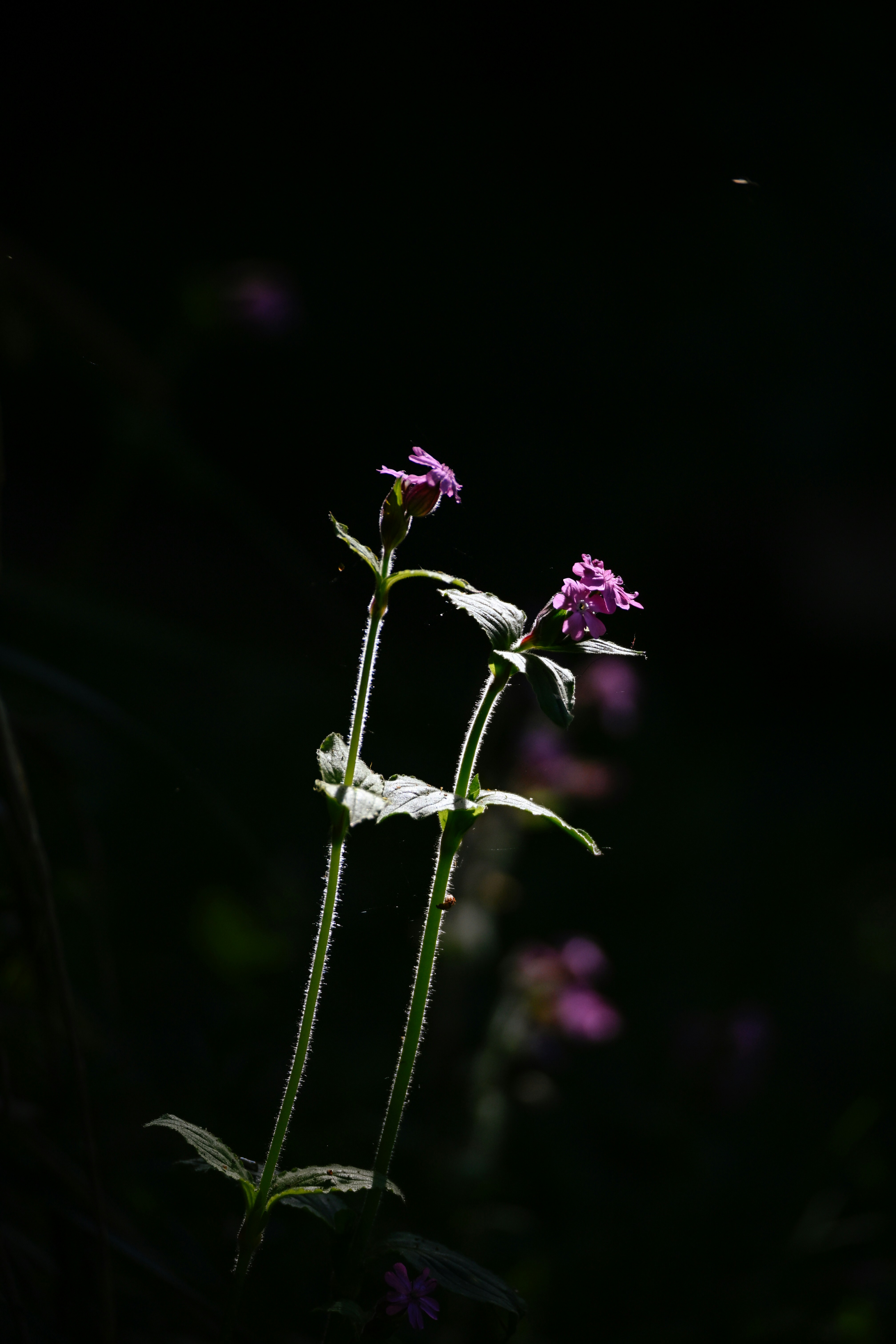 Two purple flowers illuminated by sunlight against dark background