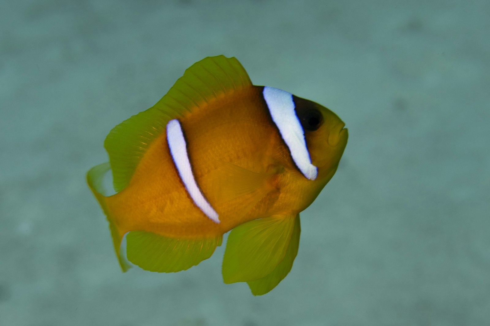 Orange clownfish in Red Sea coral garden