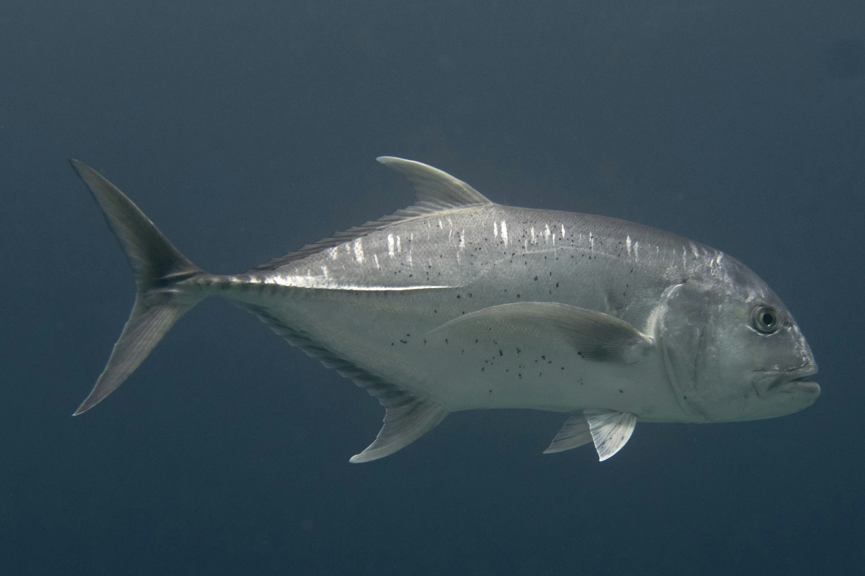 A large silver fish swims in blue water.