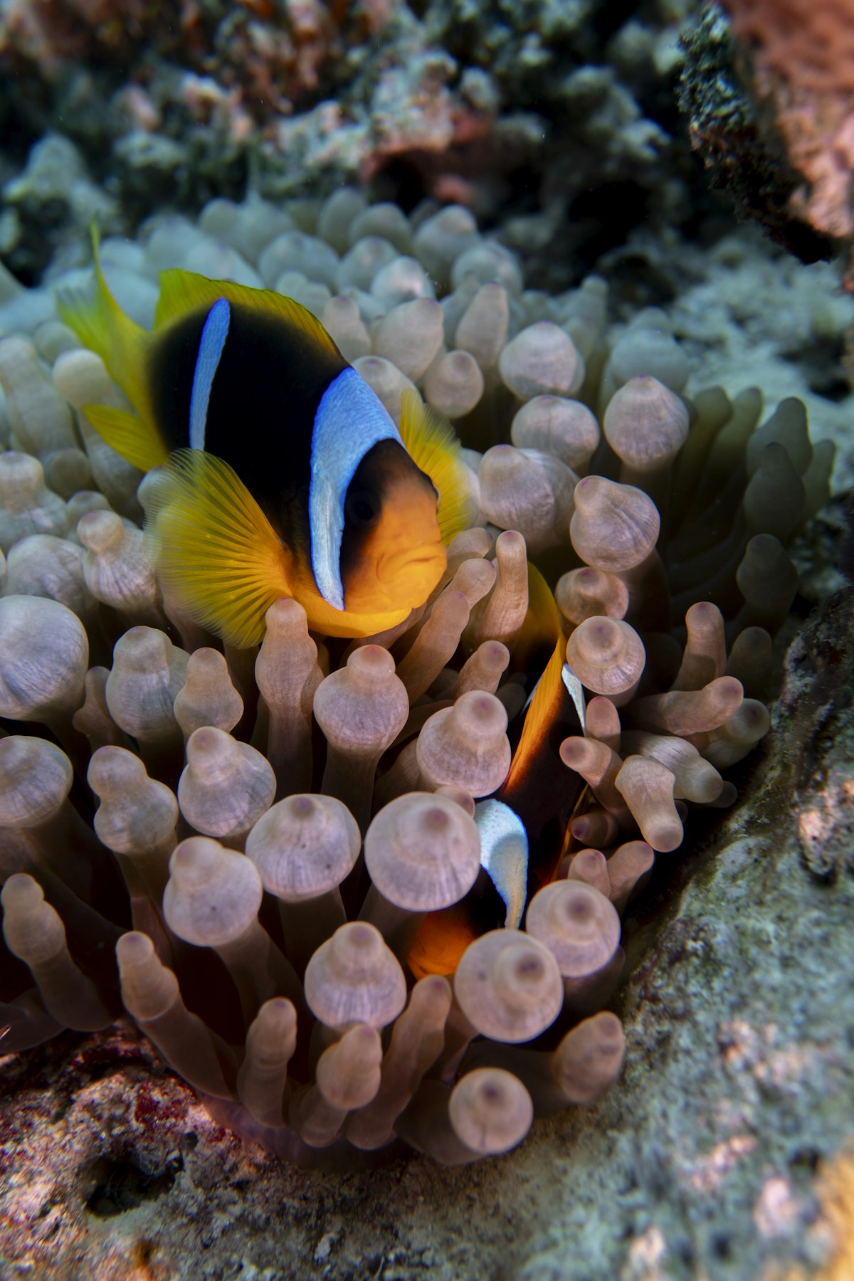 Due pesci pagliaccio arancioni e bianchi tra i tentacoli di un&rsquo;anemone di mare nel Mar Rosso