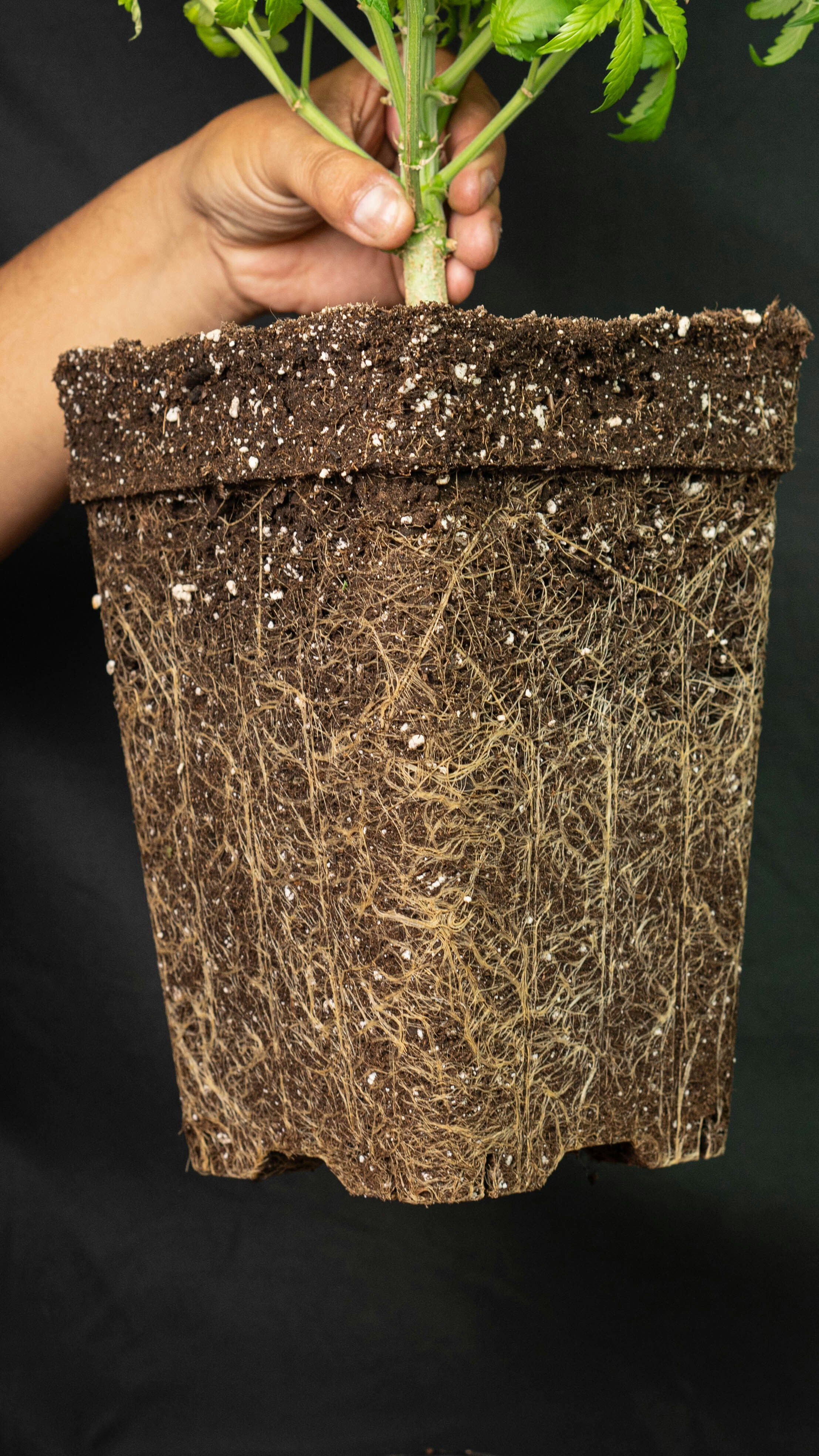 Healthy plant roots filling a pot against black background