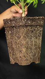 Healthy plant roots filling a pot against black background