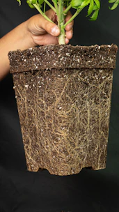 Healthy plant roots filling a pot against black background