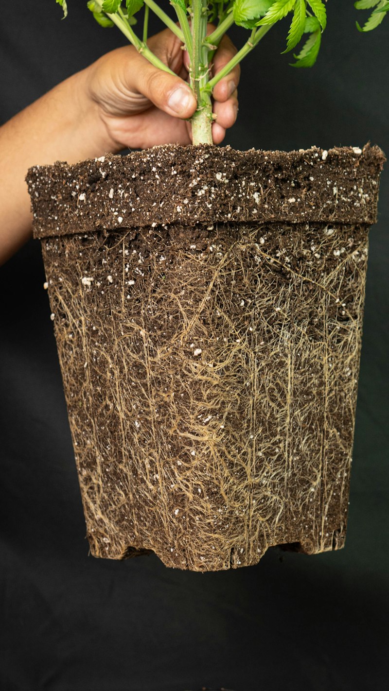Healthy plant roots growing in a pot with rich soil structure