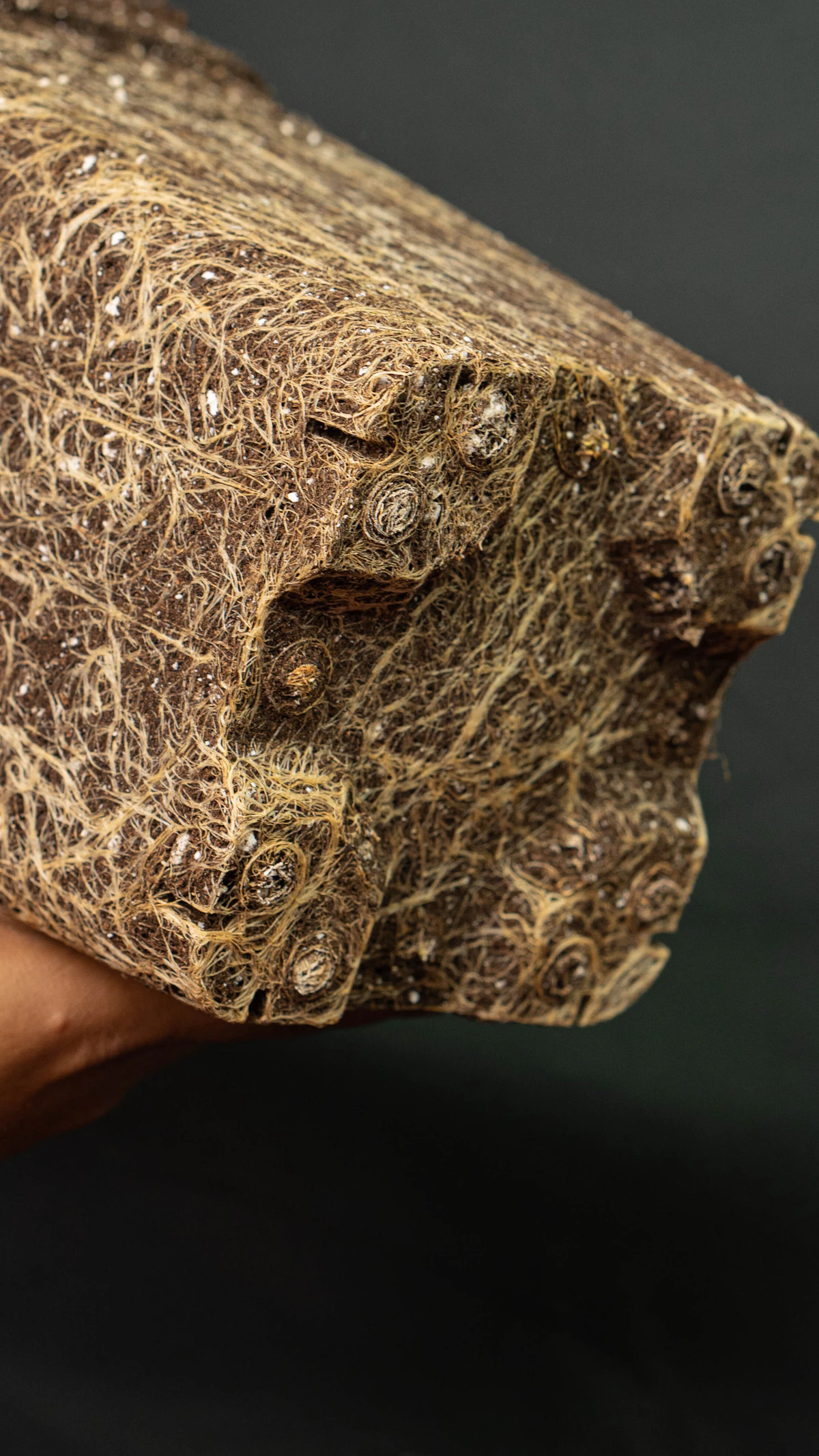 Close-up of a plant root ball with fine pale roots and growing medium