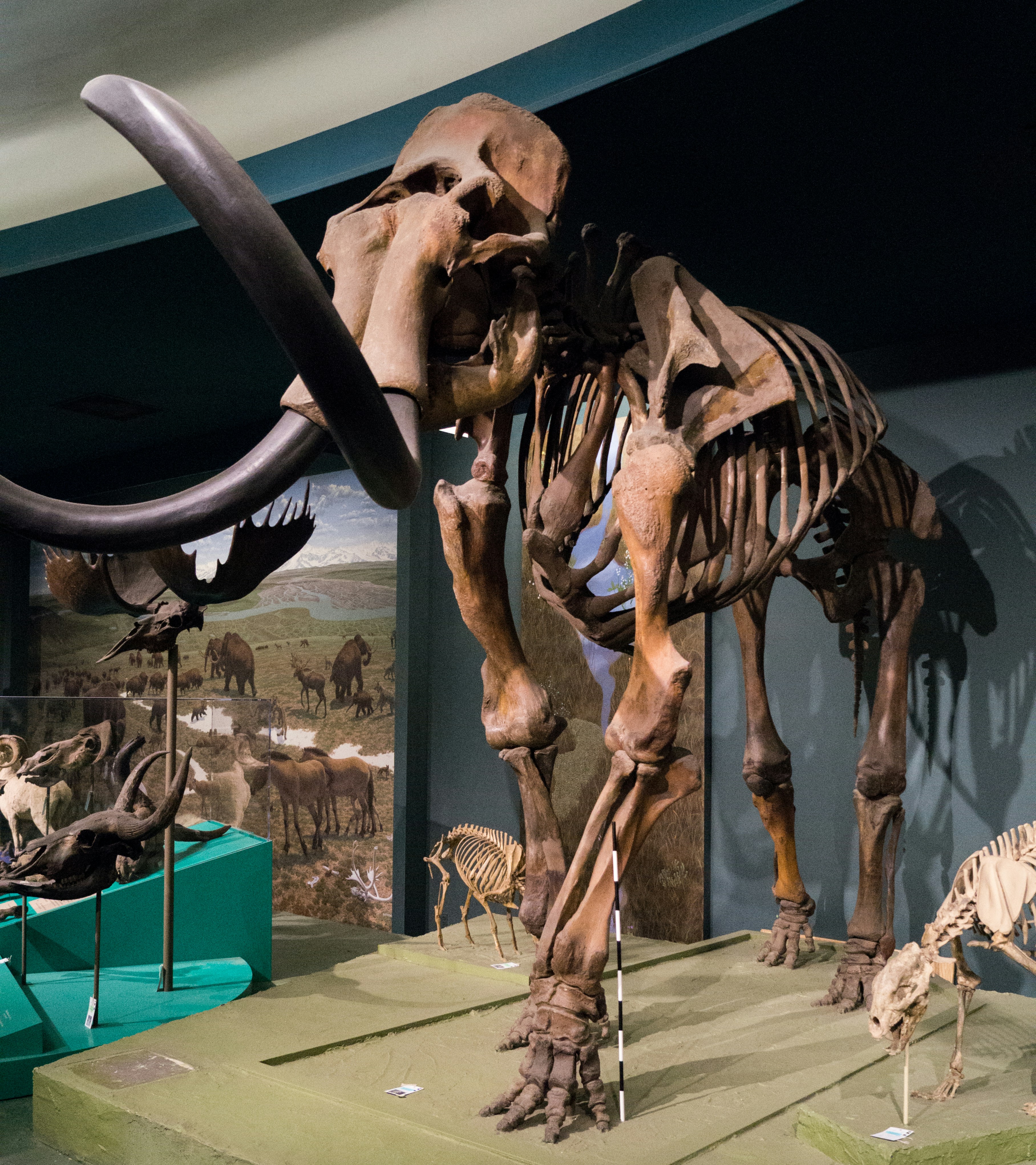 Kerangka raksasa ditampilkan di pameran museum.