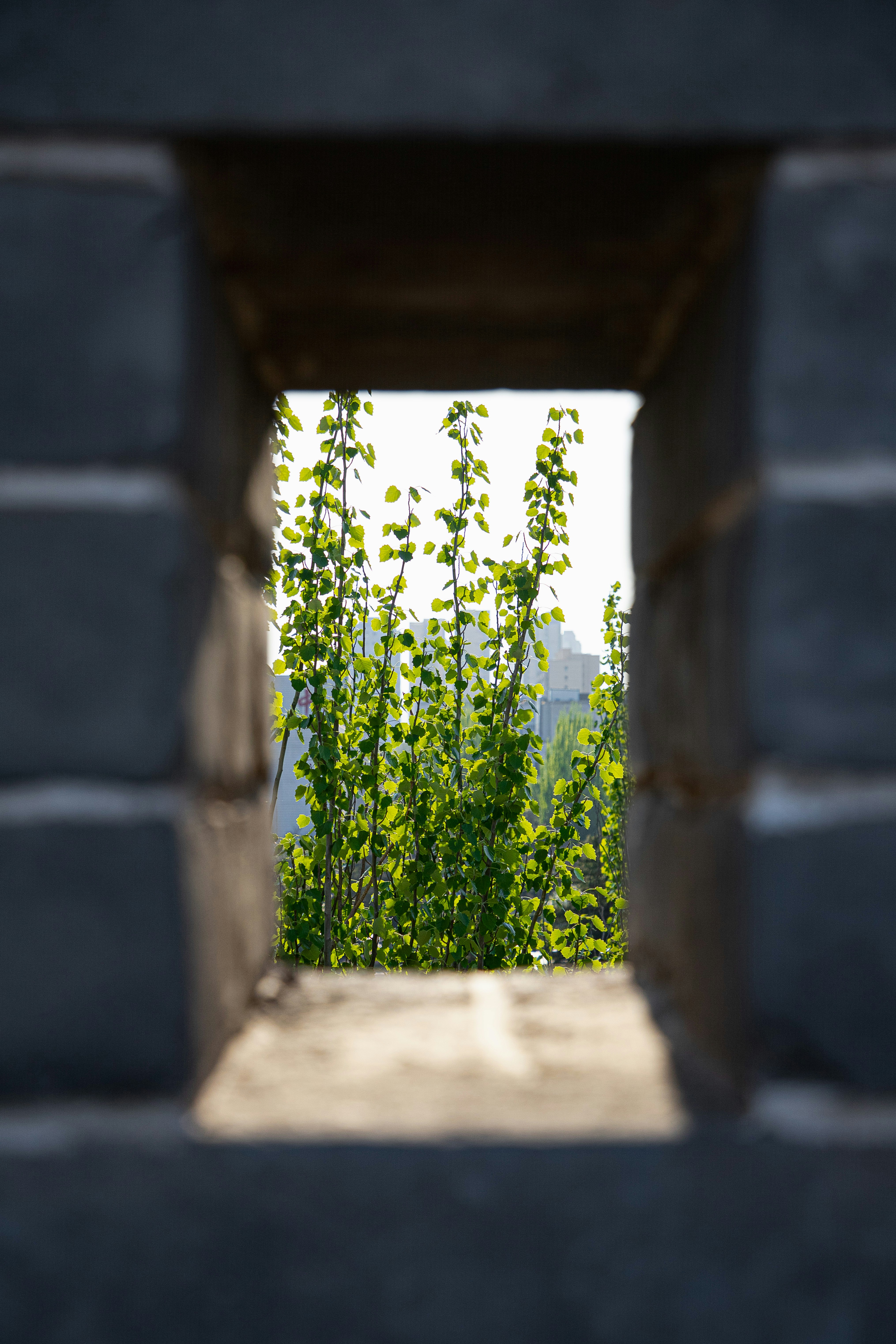 Green trees seen through a stone wall opening. photo – Free Summer ...