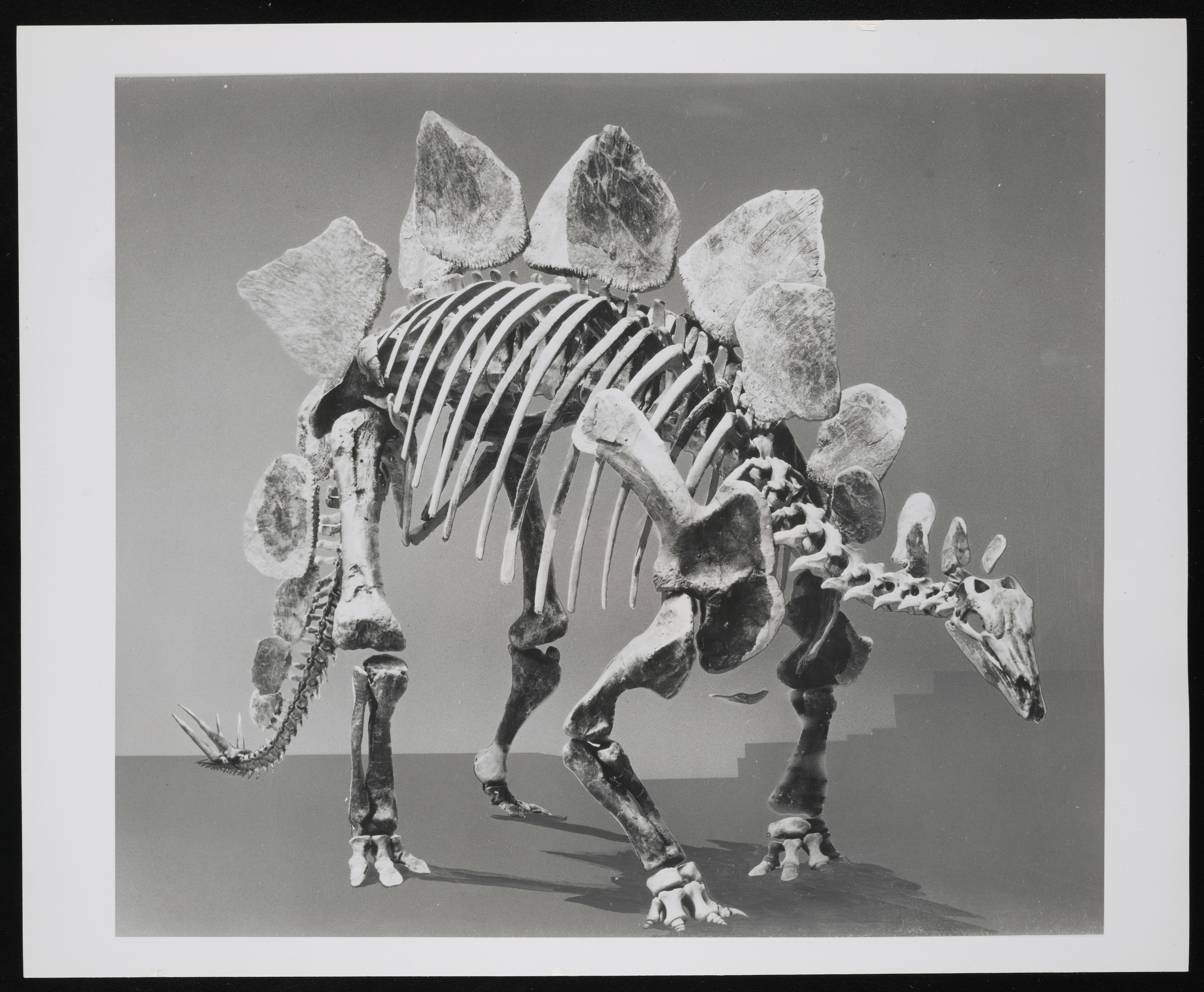 A stegosaurus skeleton with large plates on its back.