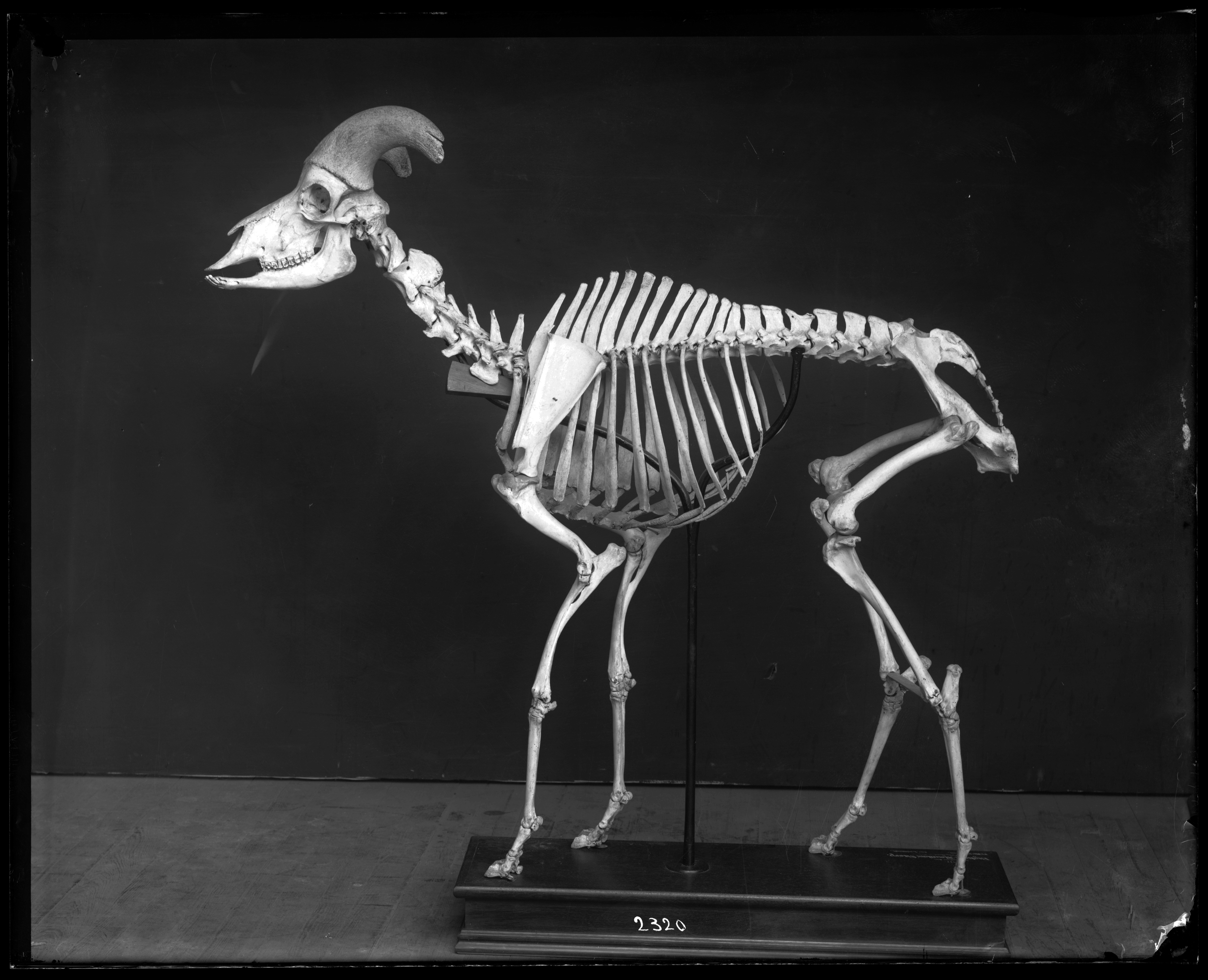 A full skeleton of a ram on display