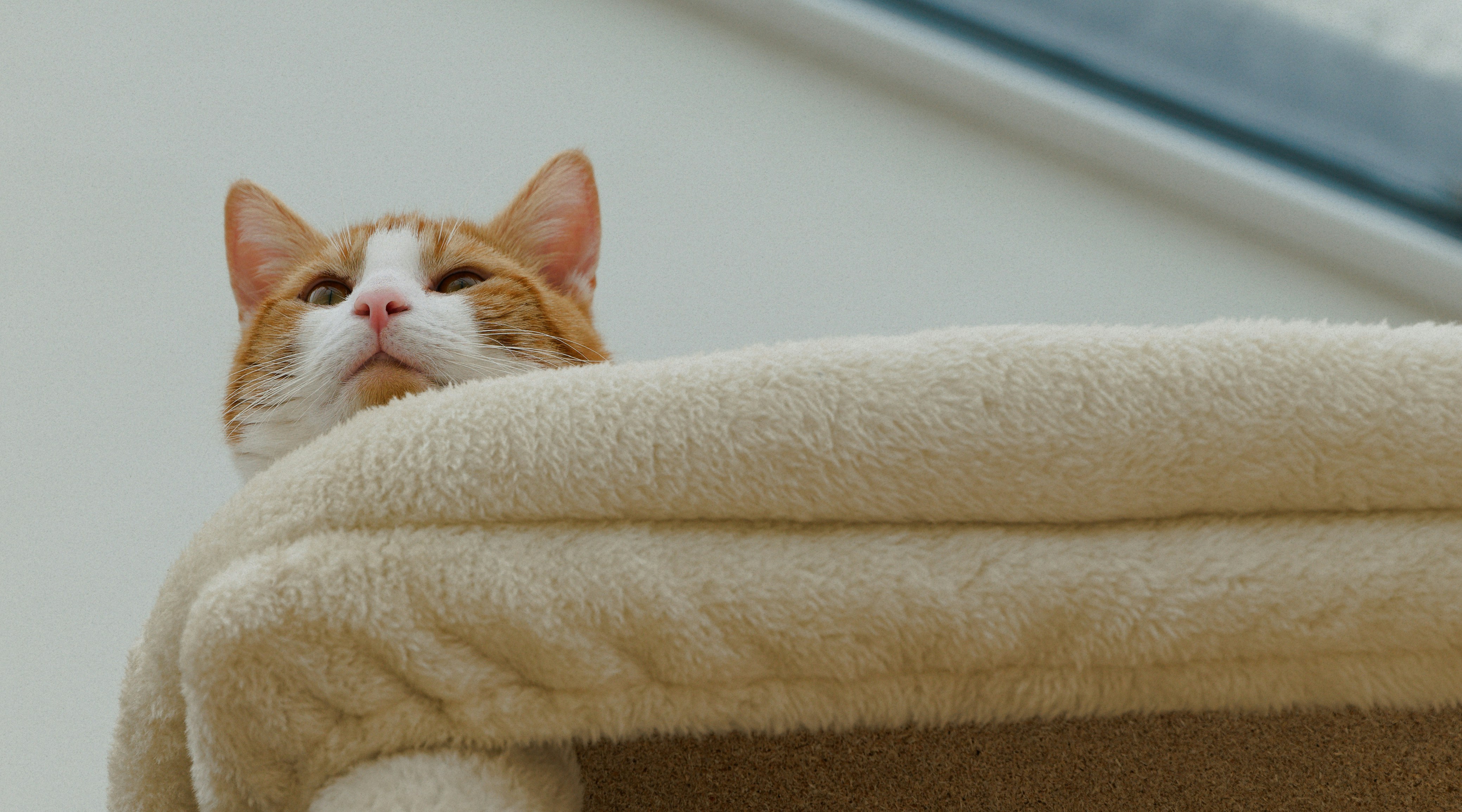 An orange and white cat peeking over a fluffy surface.
