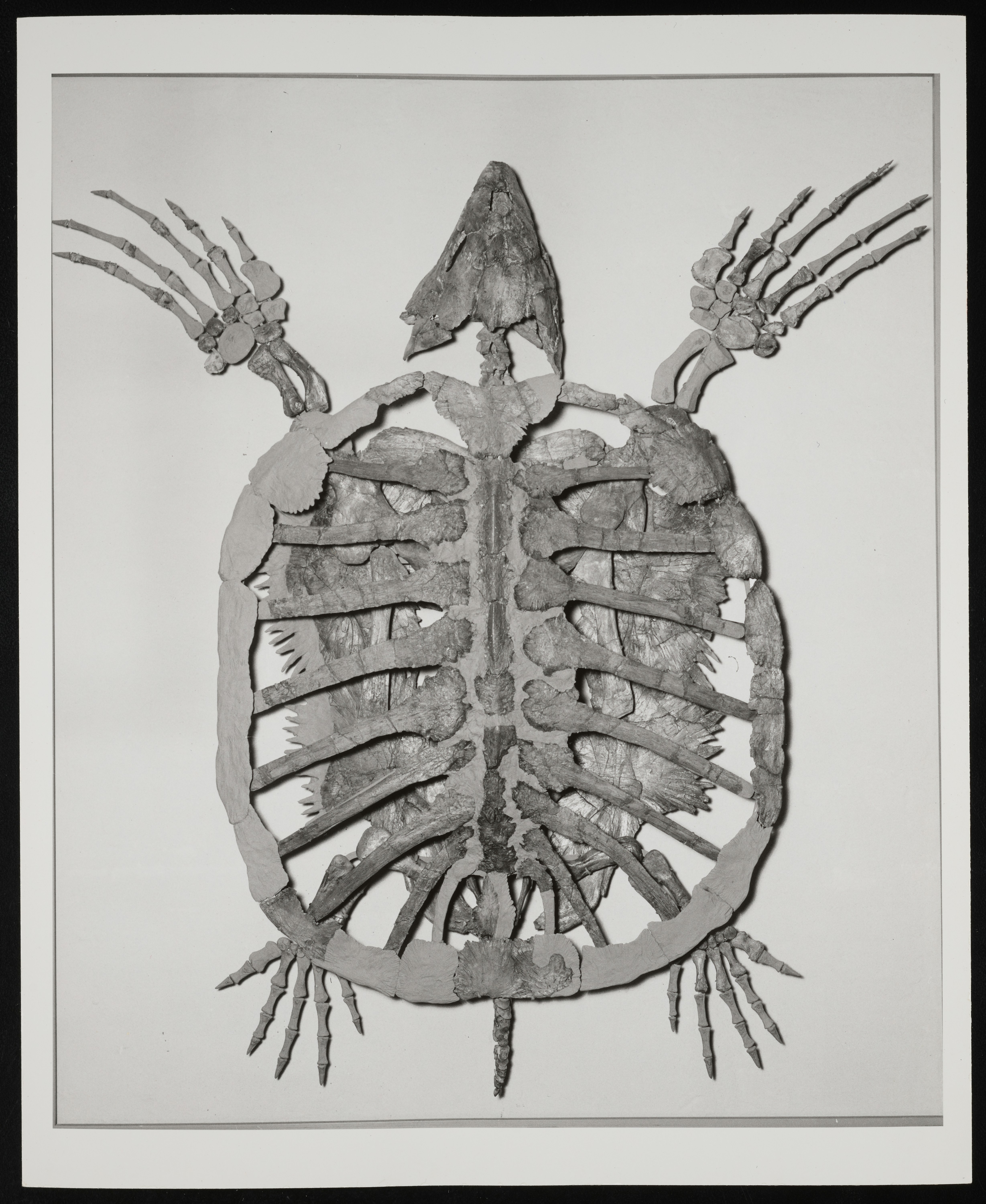 Squelette de tortue exposé sur fond blanc
